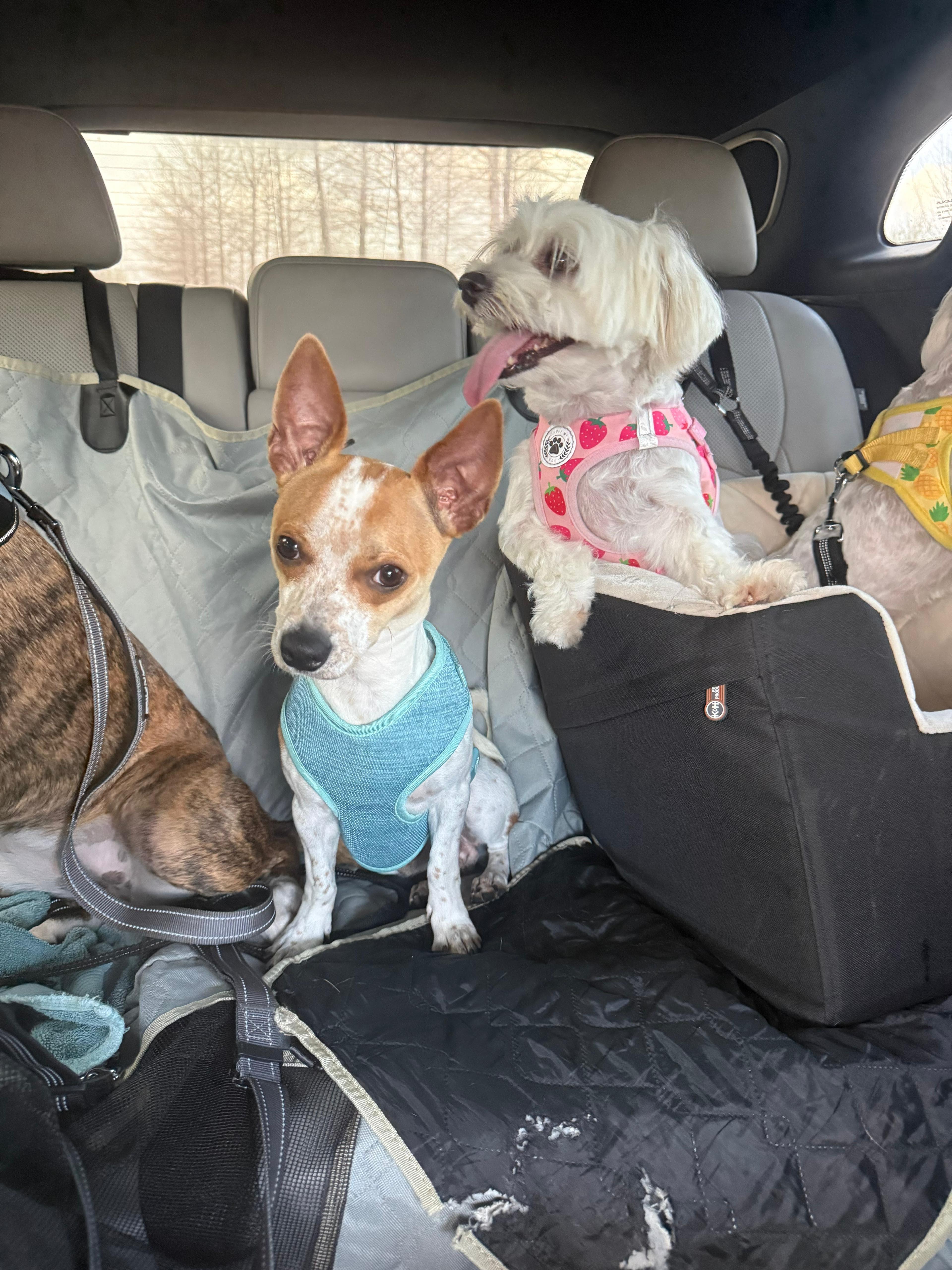 Enlarge Cowboy, a ADOPTABLE mixed breed in Yonkers, NY image 3/3