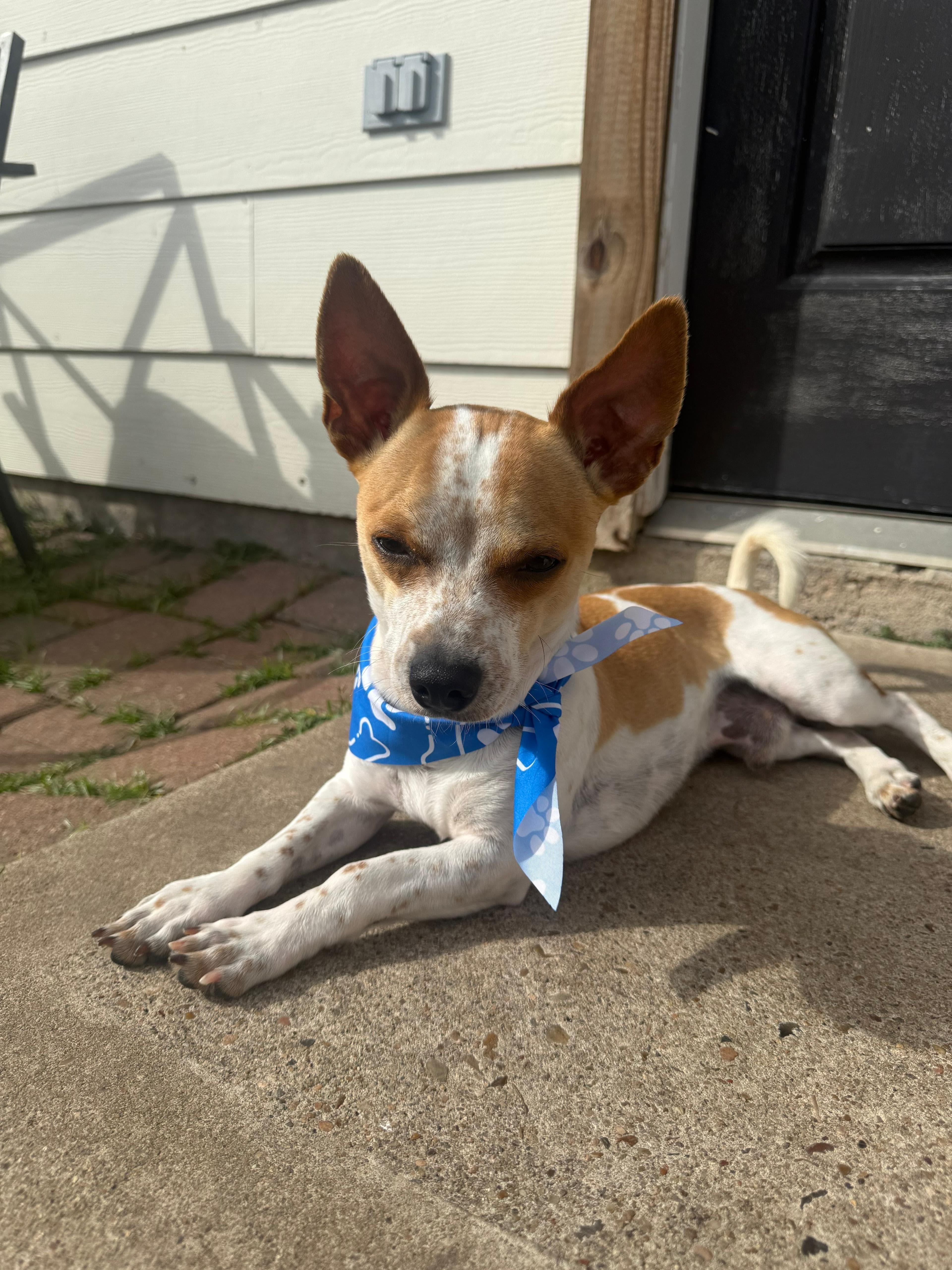 Enlarge Cowboy, a ADOPTABLE mixed breed in Yonkers, NY image 1/3