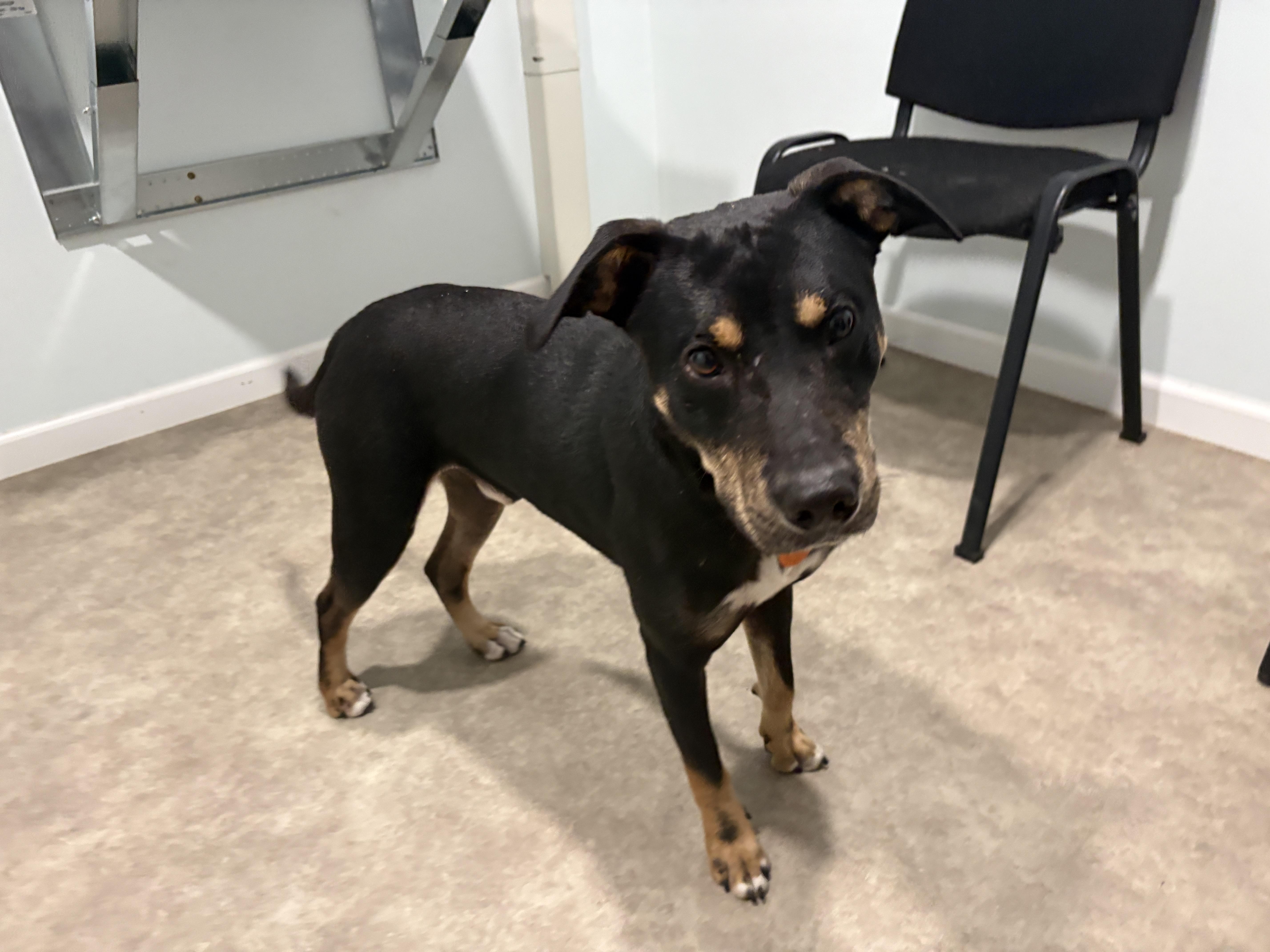 Enlarge Boyd, a Adoptable mixed breed in Grant, NE image 5/5