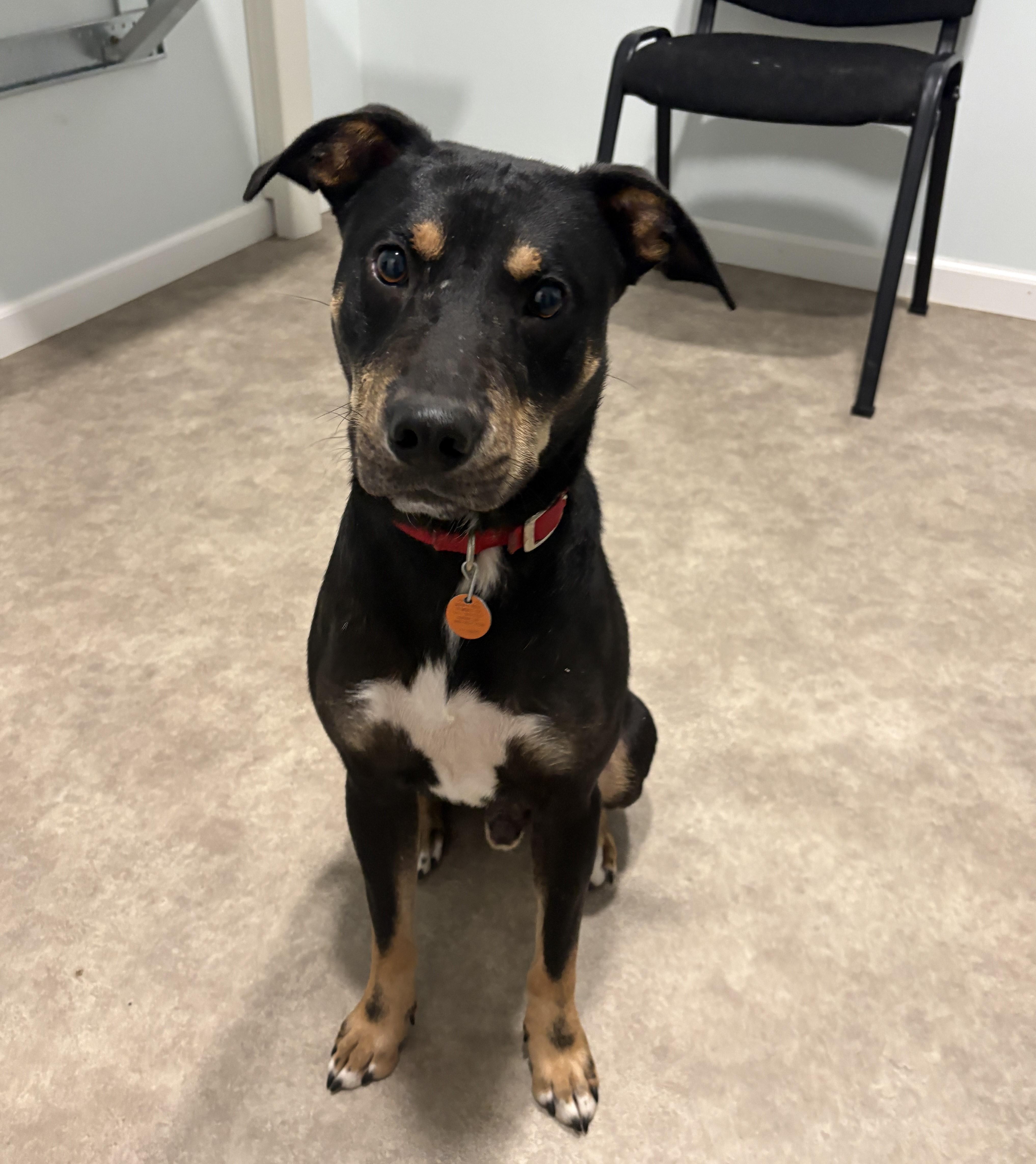 Enlarge Boyd, a Adoptable mixed breed in Grant, NE image 2/5