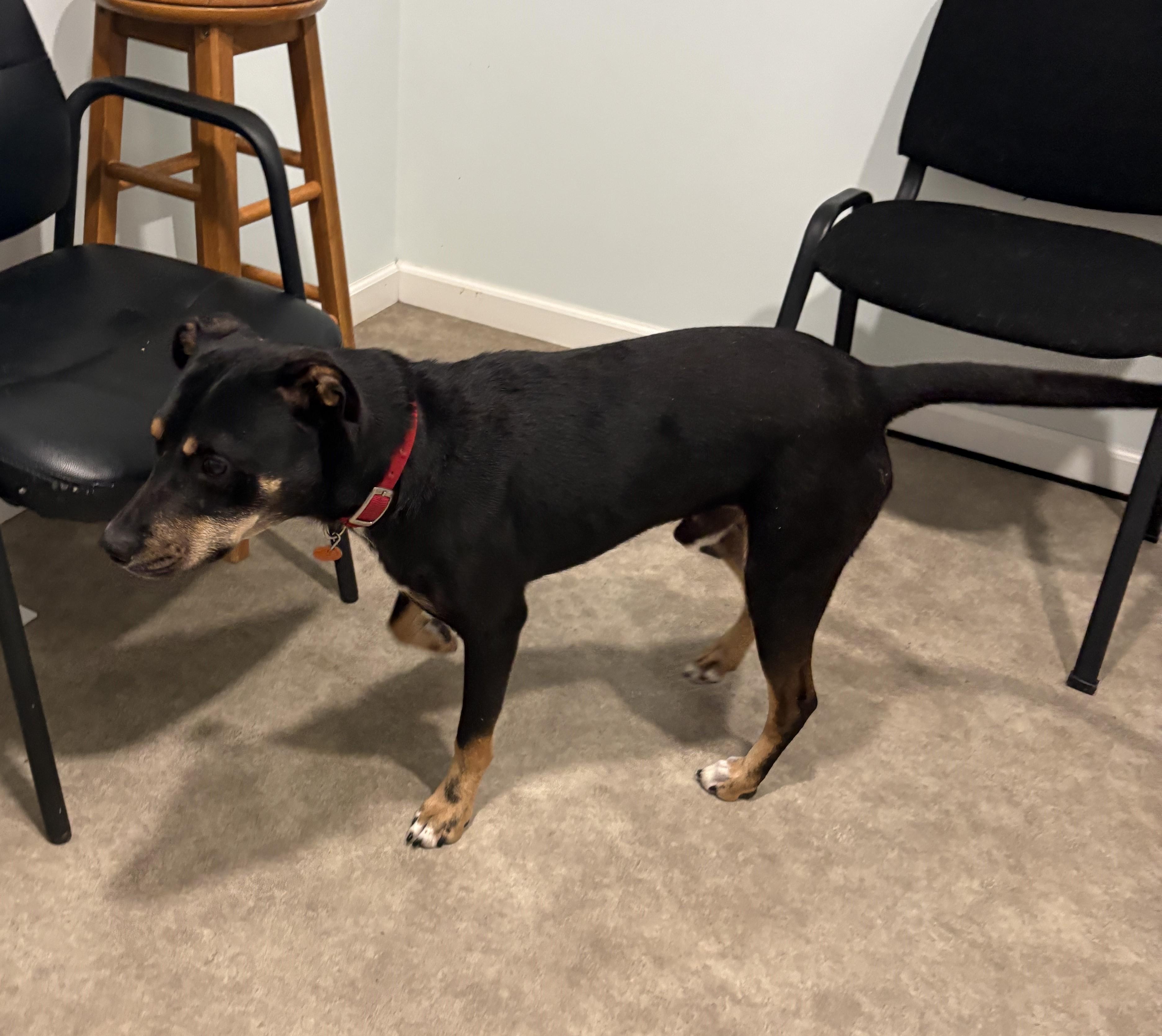 Enlarge Boyd, a Adoptable mixed breed in Grant, NE image 4/5