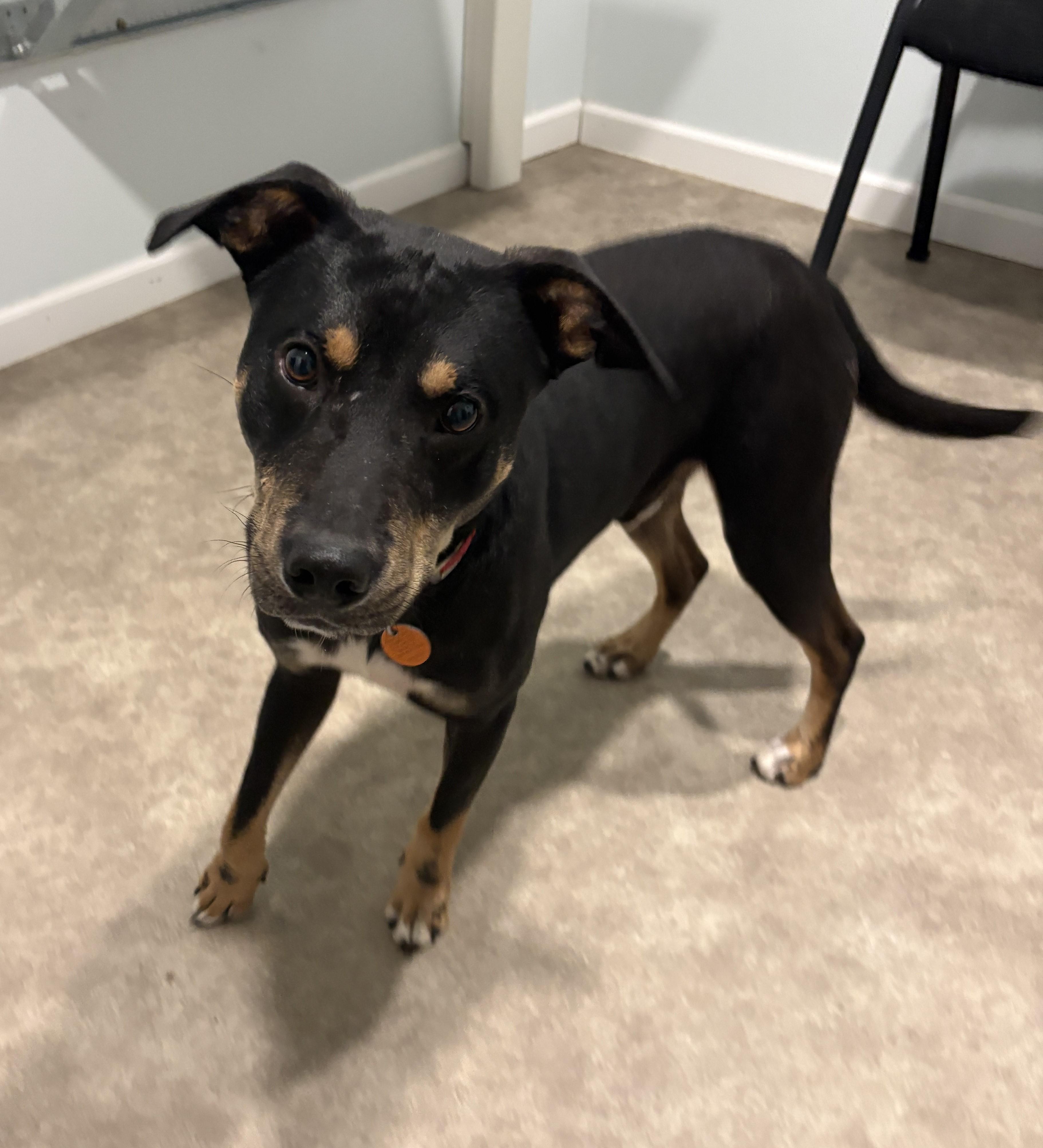 Enlarge Boyd, a Adoptable mixed breed in Grant, NE image 3/5