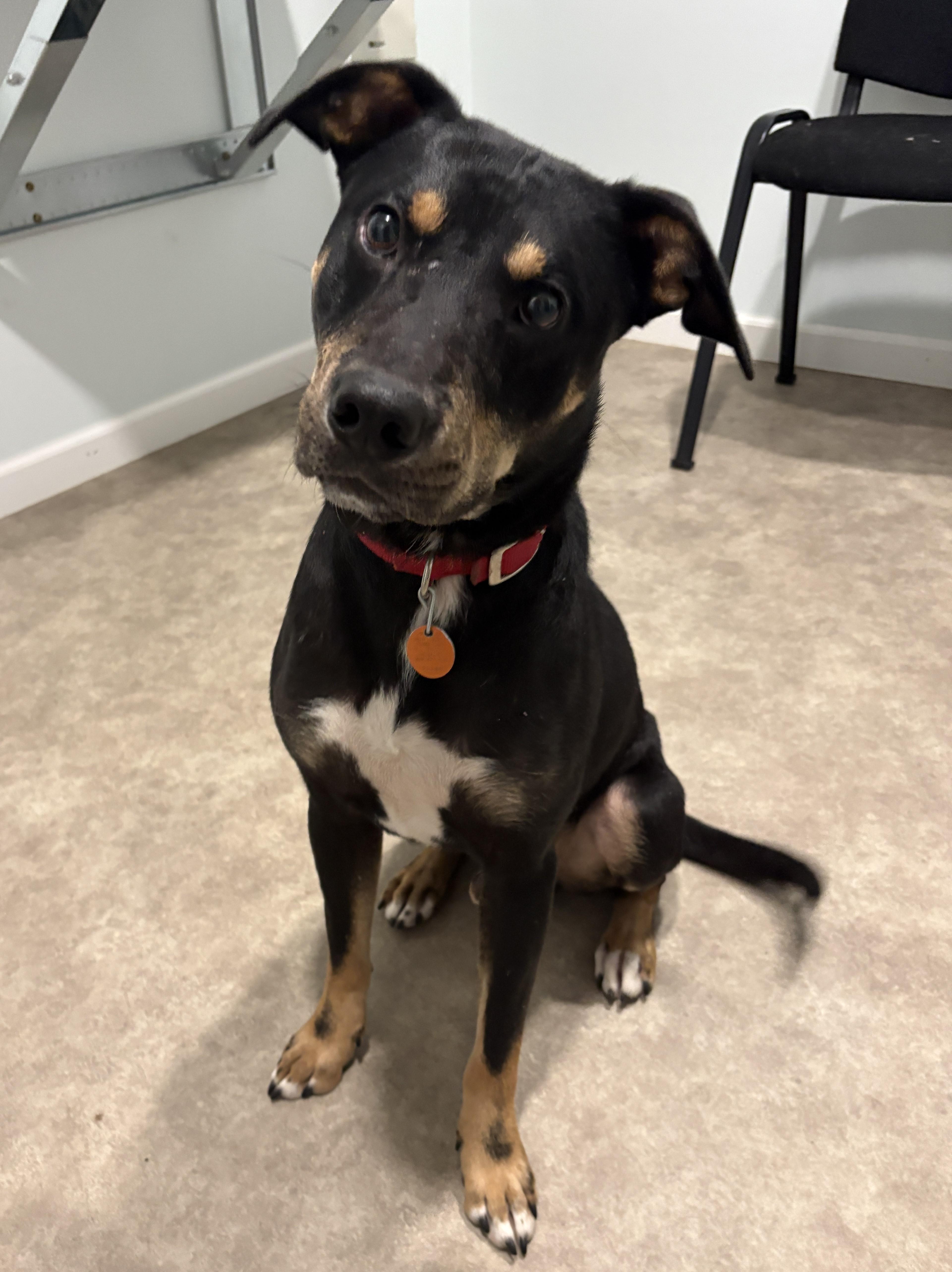 Enlarge Boyd, a Adoptable mixed breed in Grant, NE image 1/5