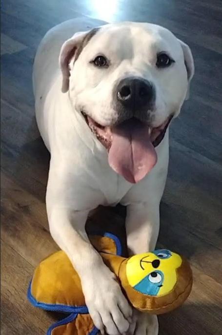 Enlarge Enzo, a ADOPTABLE mixed breed in Richboro, PA image 1/1