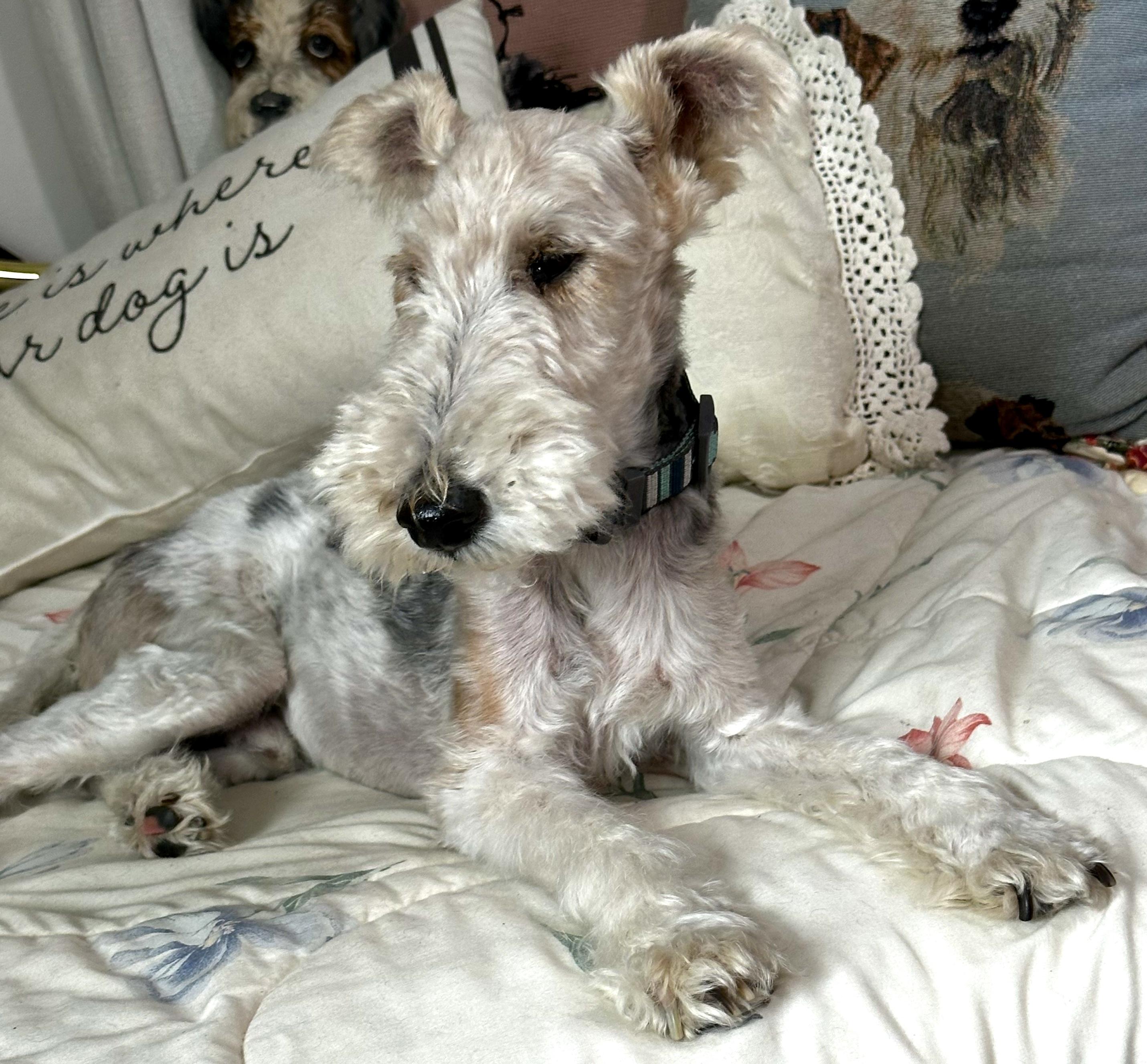 Enlarge Jesse, a Adoptable Wire Fox Terrier in Melbourne, FL image 1/3