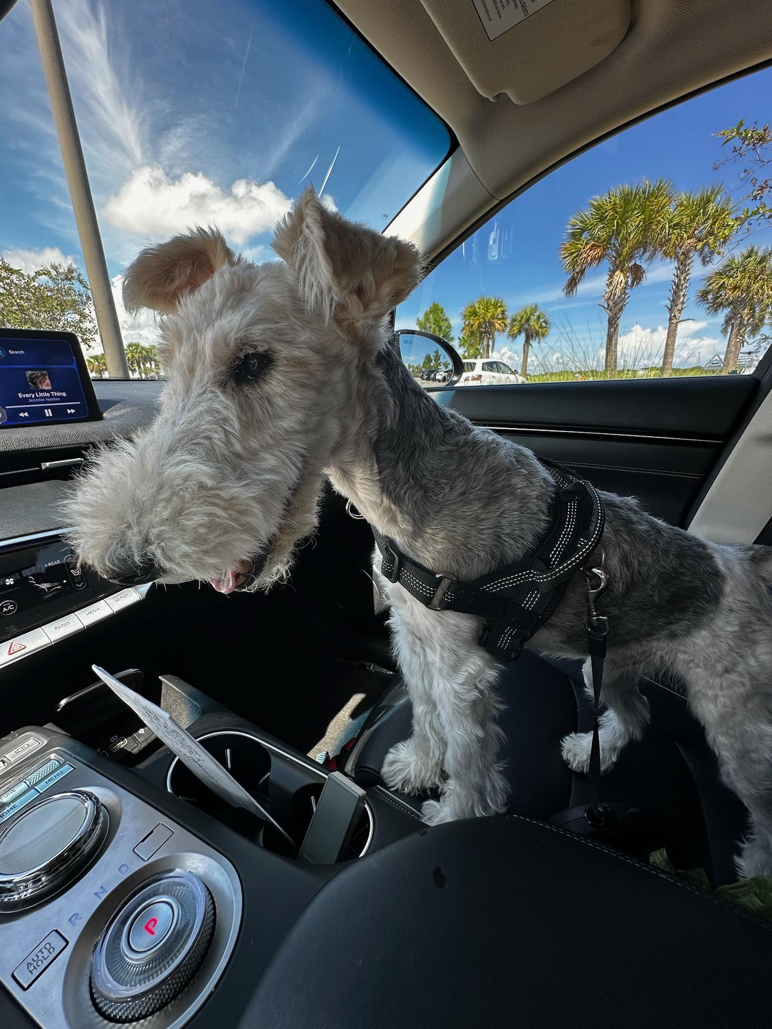Enlarge Jesse, a Adoptable Wire Fox Terrier in Melbourne, FL image 3/3