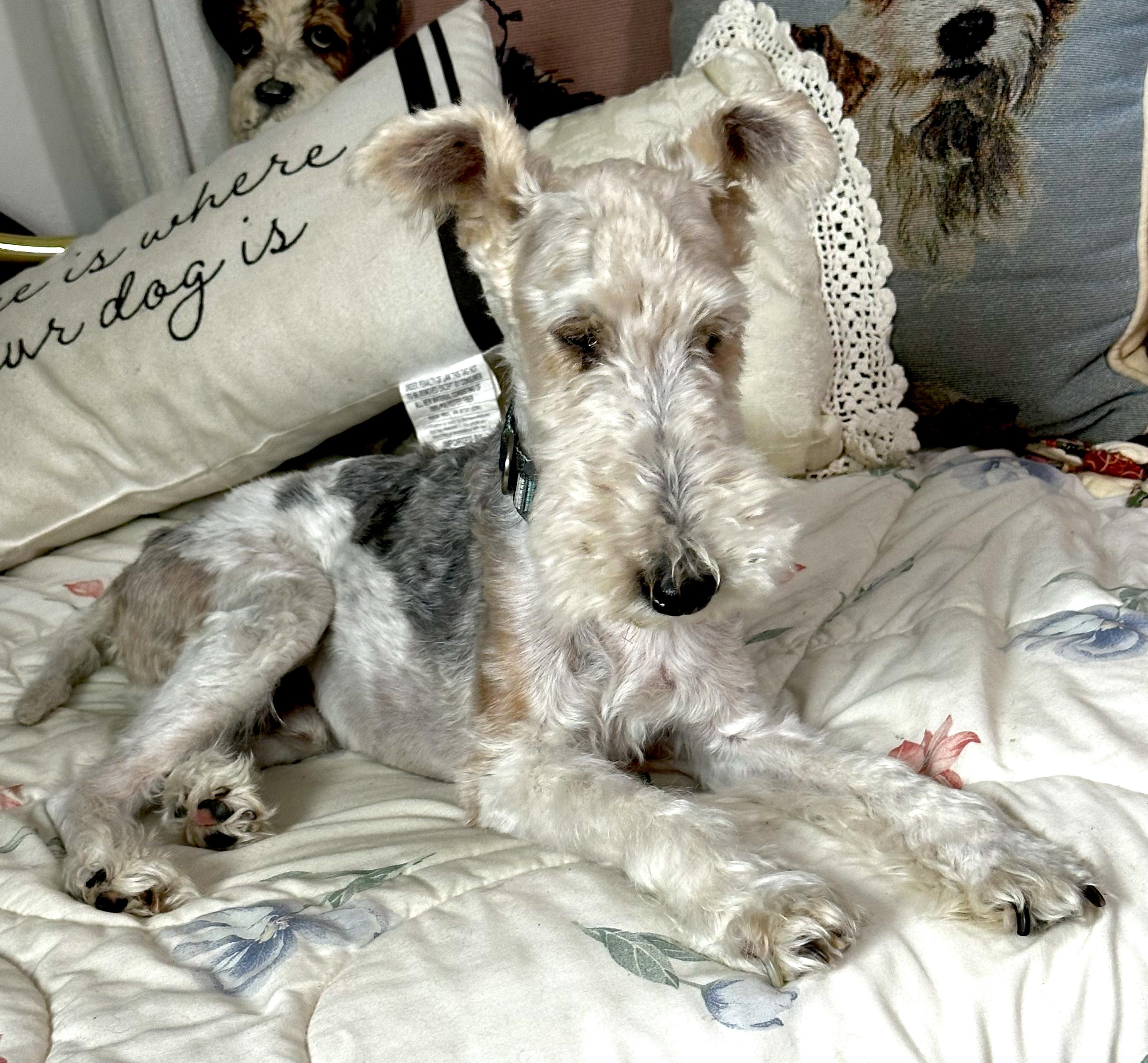 Enlarge Jesse, a Adoptable Wire Fox Terrier in Melbourne, FL image 2/3