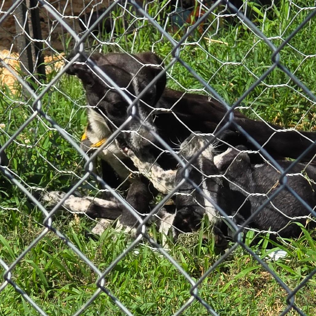 Pepper, Adoptable, Young Female Australian Cattle Dog / Blue Heeler & Mixed Breed.