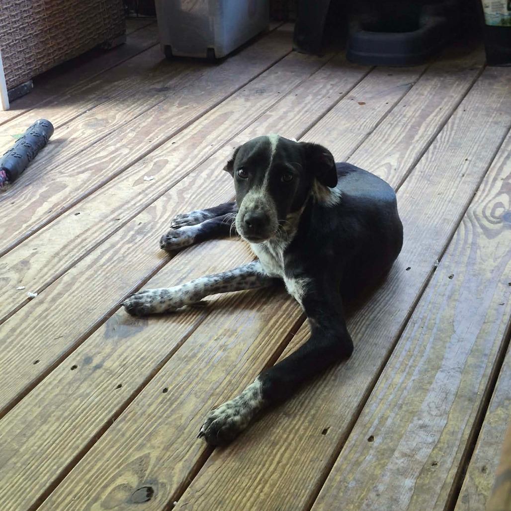 Enlarge Pepper, a Adoptable mixed breed in Rossville, GA image 2/3