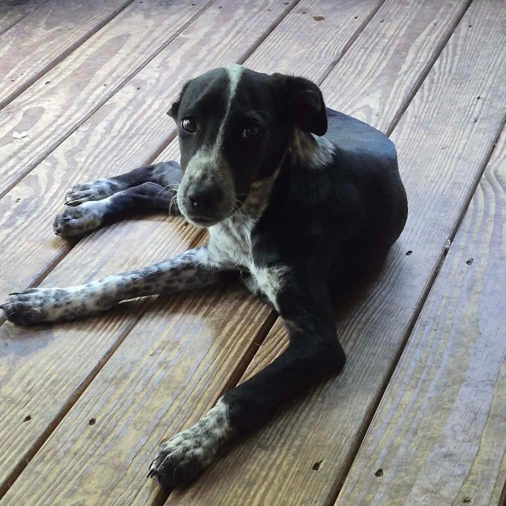 Enlarge Pepper, a Adoptable mixed breed in Rossville, GA image 3/3