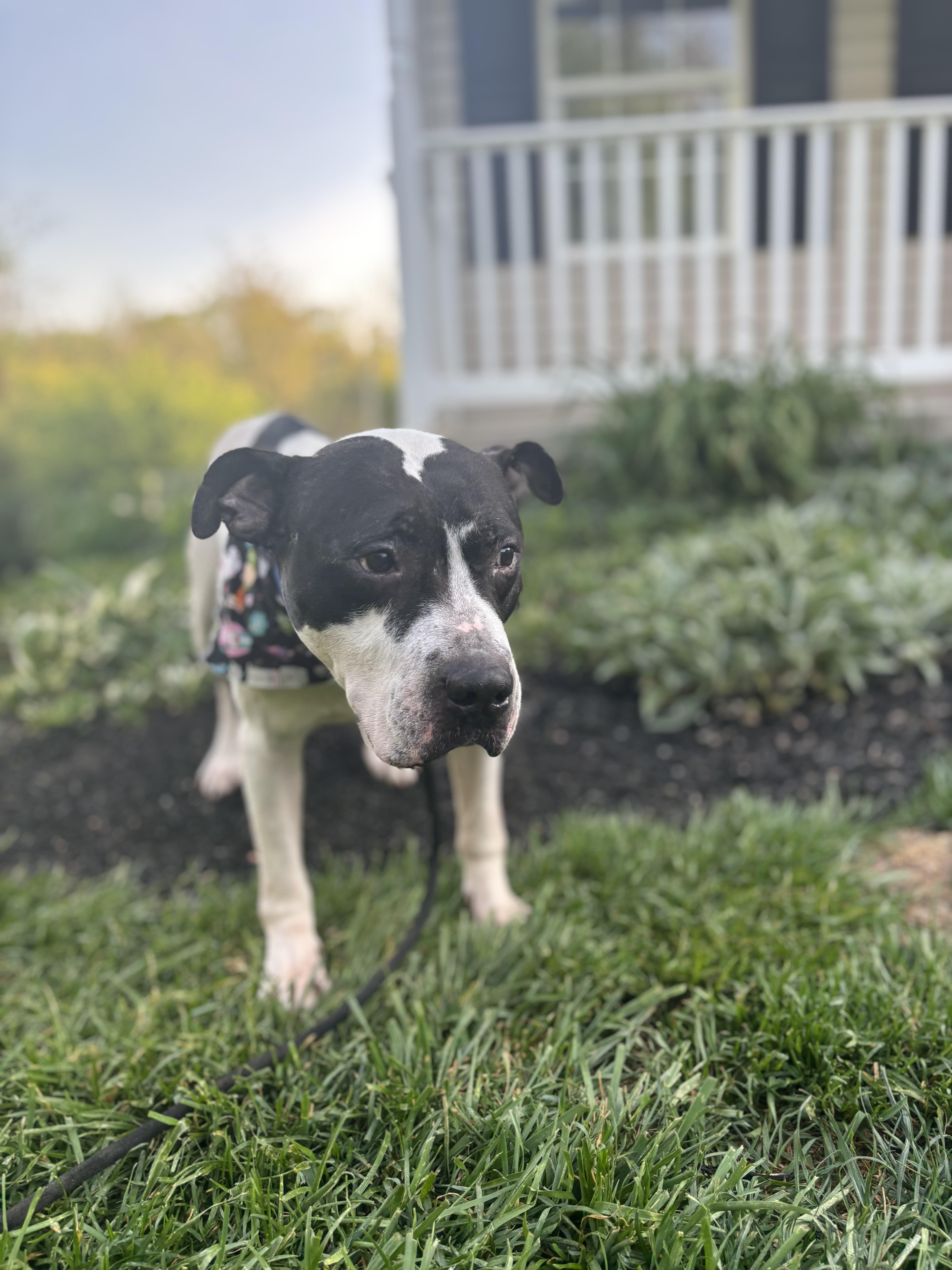 Maxi, Adoptable, Adult Male Pit Bull Terrier.