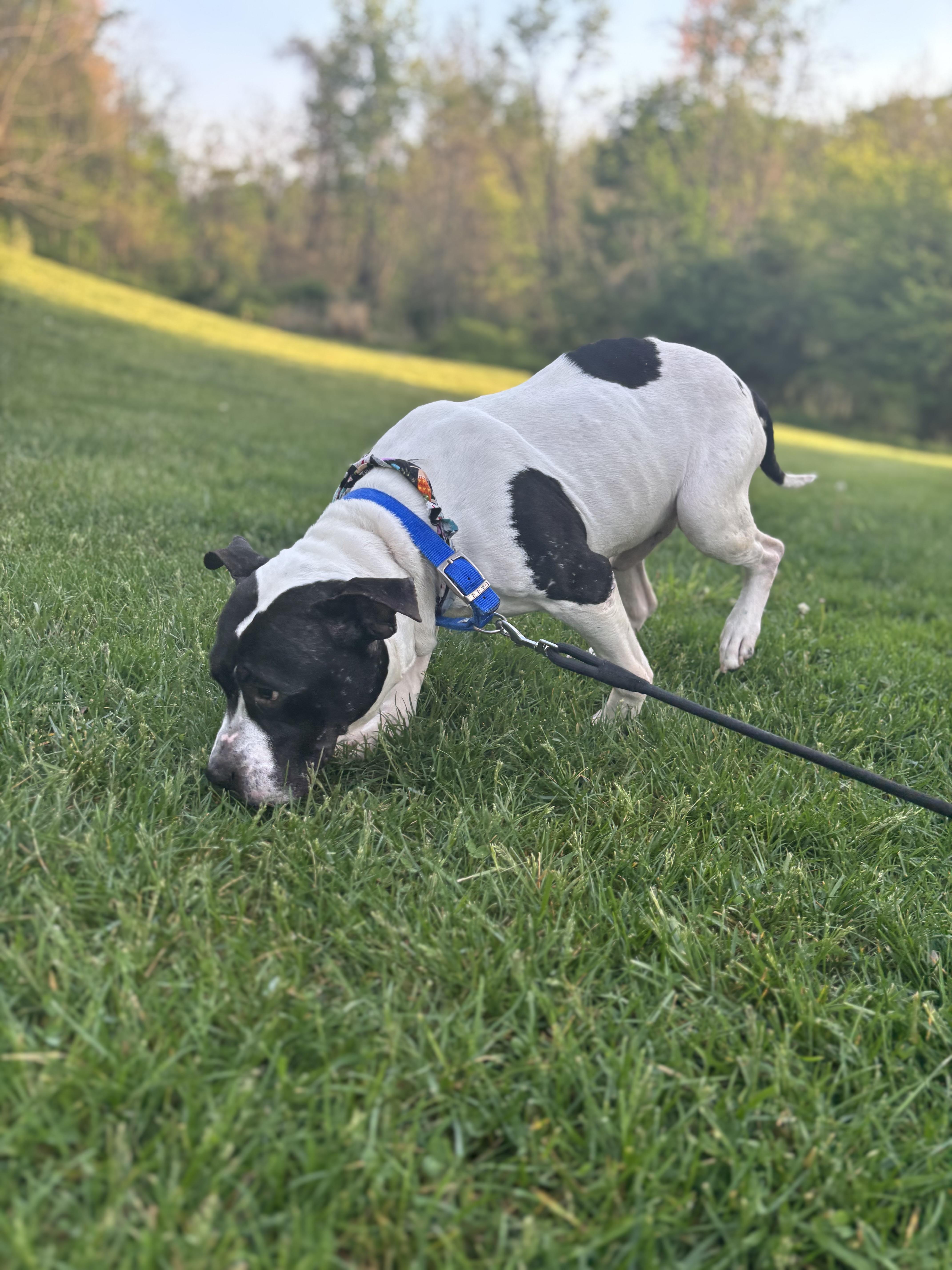 Maxi, Adoptable, Adult Male Pit Bull Terrier.