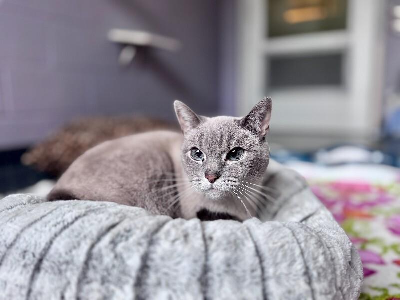 Enlarge Lumi, a Adoptable Domestic Short Hair in Wooster, OH image 1/1