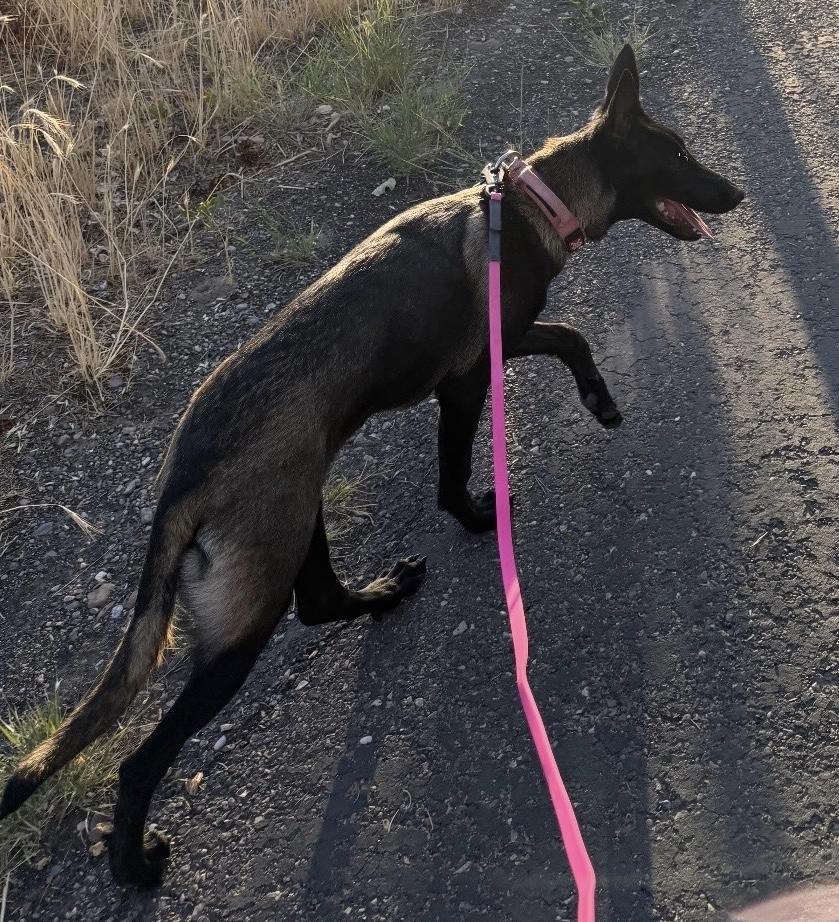 Ava, a ADOPTABLE Belgian Shepherd / Malinois in Kuna, ID image 3/3