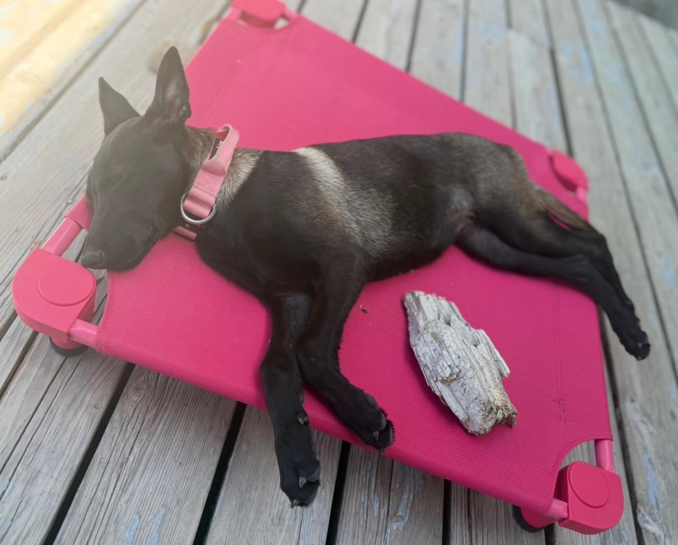 Ava, ADOPTABLE, Young Female Belgian Shepherd / Malinois.