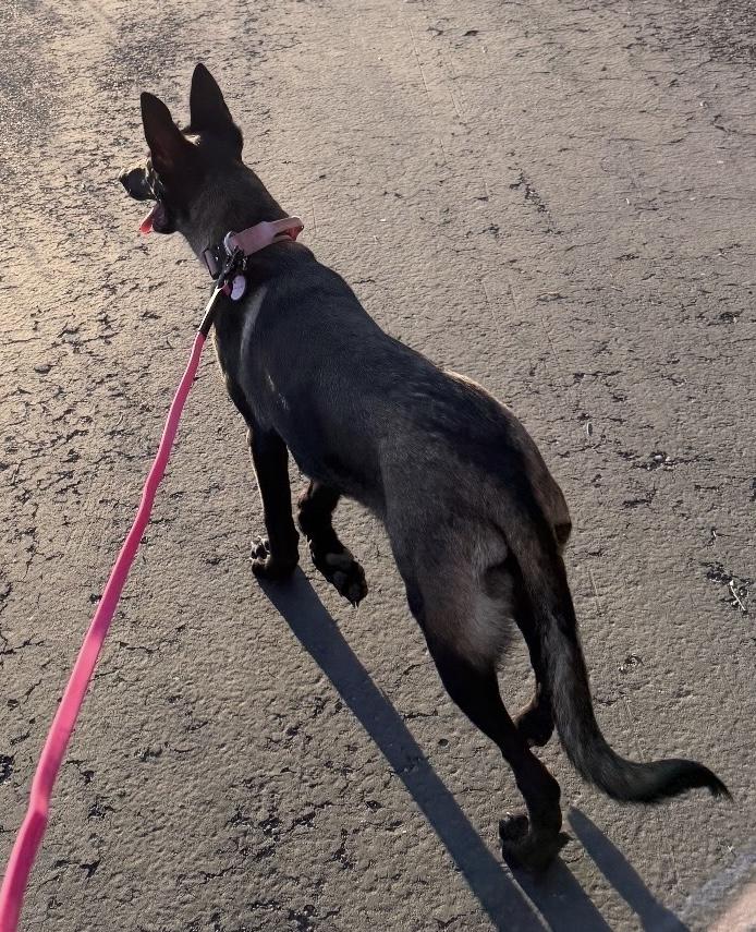 Ava, a ADOPTABLE Belgian Shepherd / Malinois in Kuna, ID image 2/3