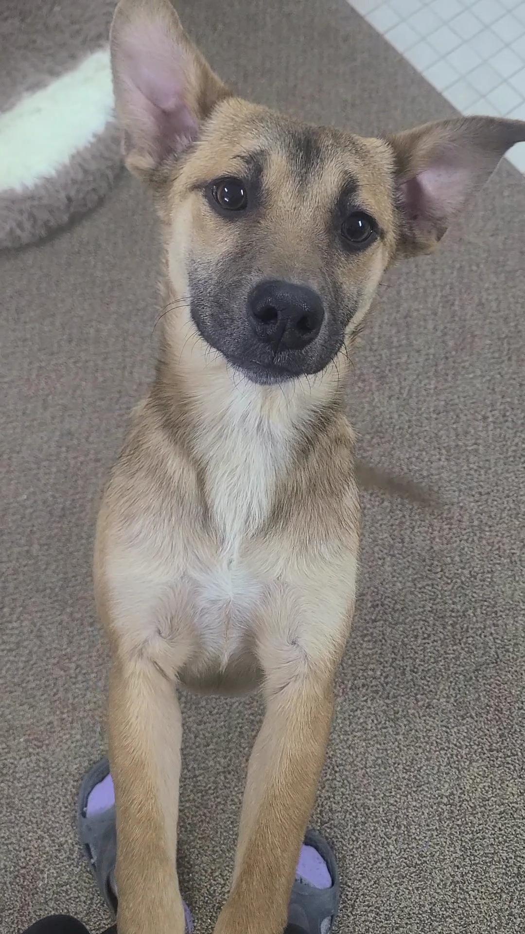 Pearl, adopted, Young Female Terrier.