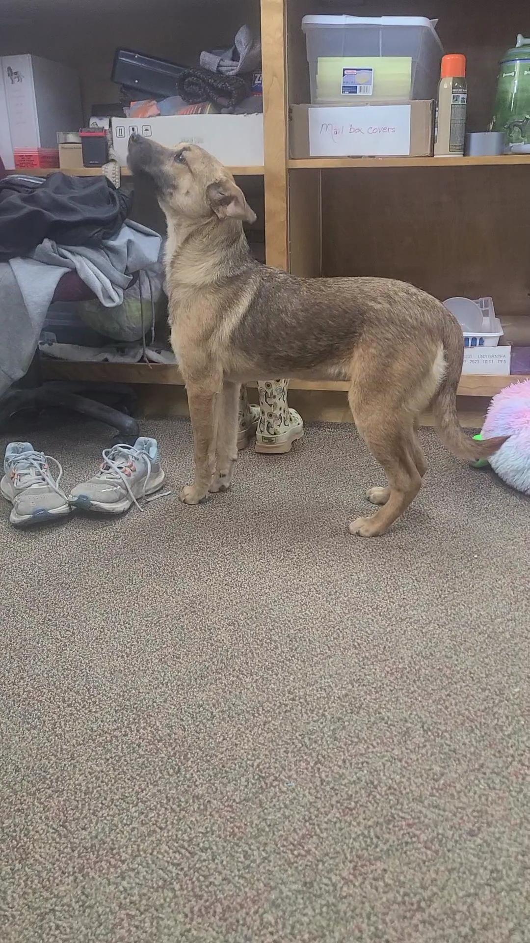 Enlarge Pearl, an adopted mixed breed in Newcastle, WY image 2/3