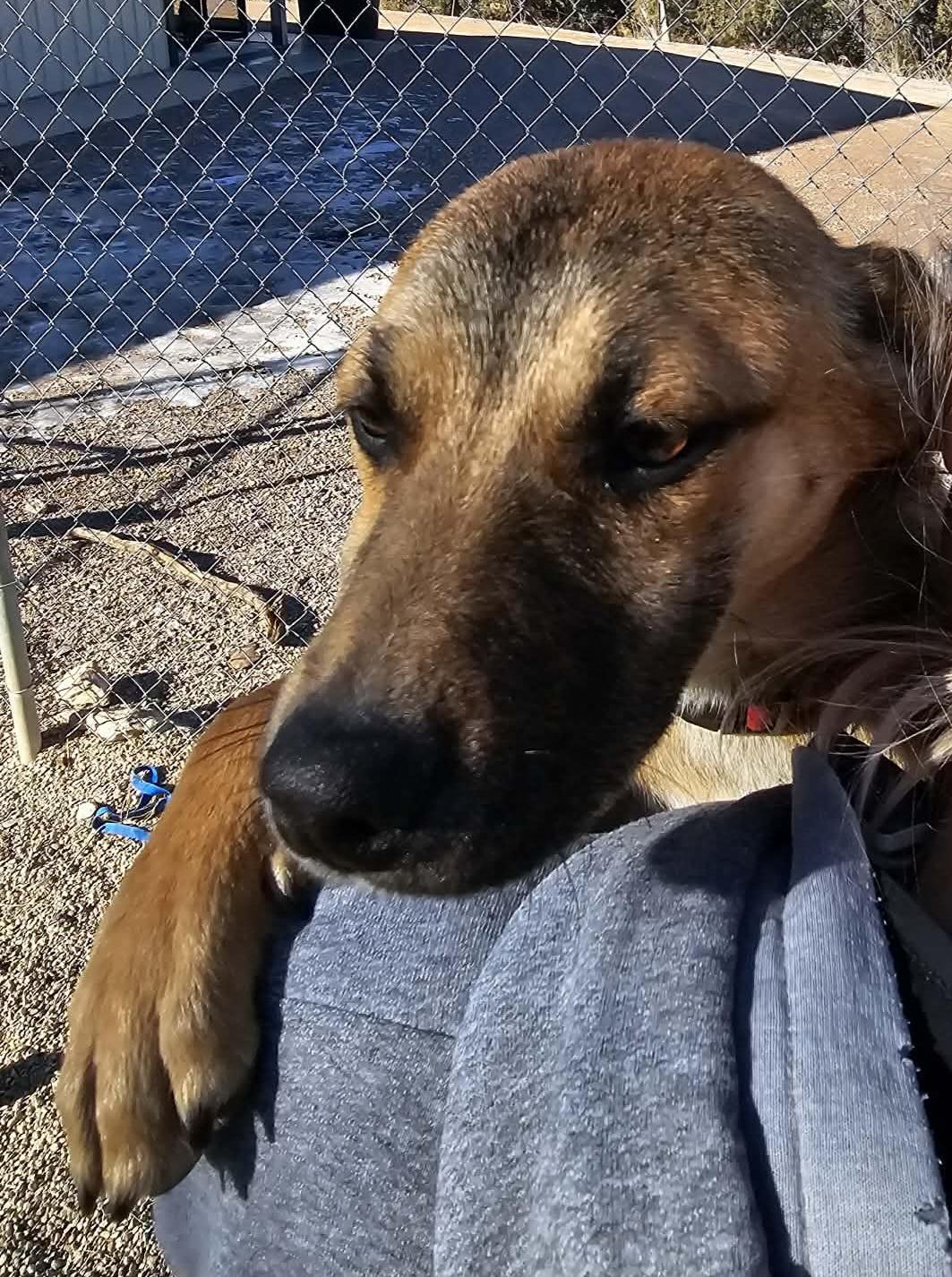 Enlarge Pearl, an adopted mixed breed in Newcastle, WY image 3/3