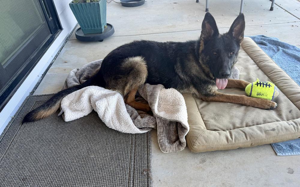 Ember, a Adoptable German Shepherd Dog in Fulton, CA image 1/3