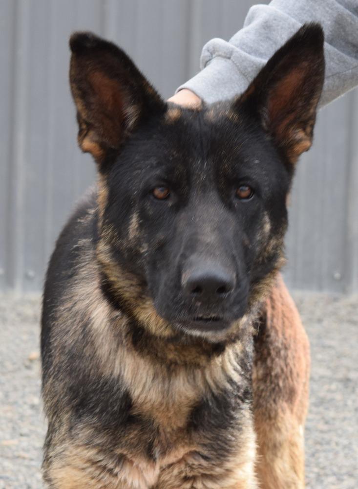 Ember, a Adoptable German Shepherd Dog in Fulton, CA image 2/3