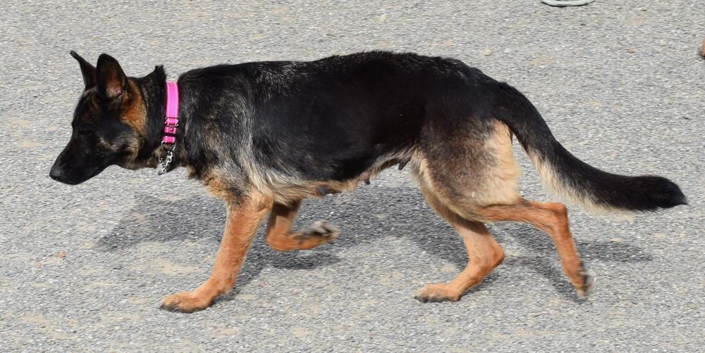 Ember, a Adoptable German Shepherd Dog in Fulton, CA image 3/3