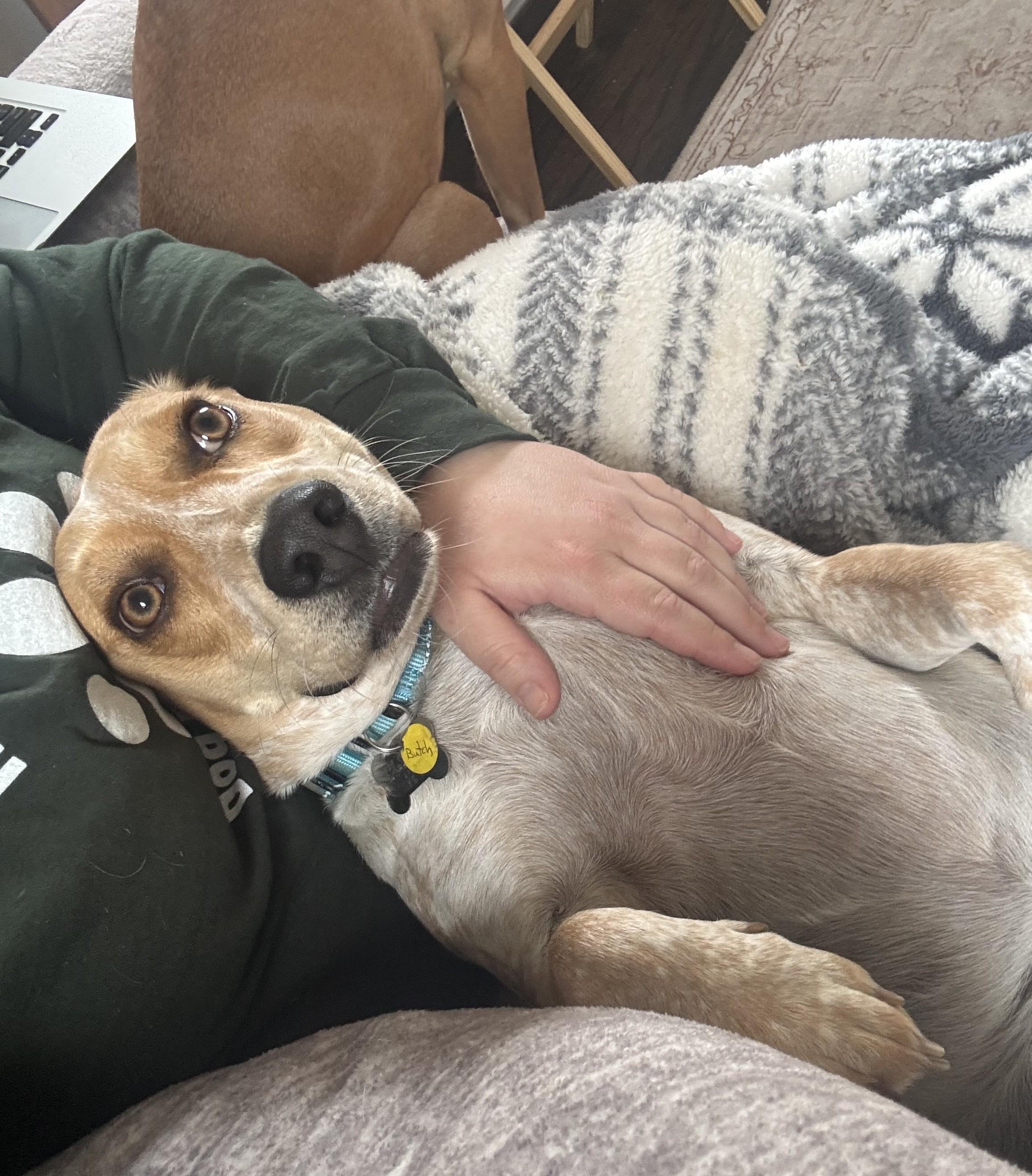 Enlarge Butch, a ADOPTABLE mixed breed in Albany, NY image 4/6