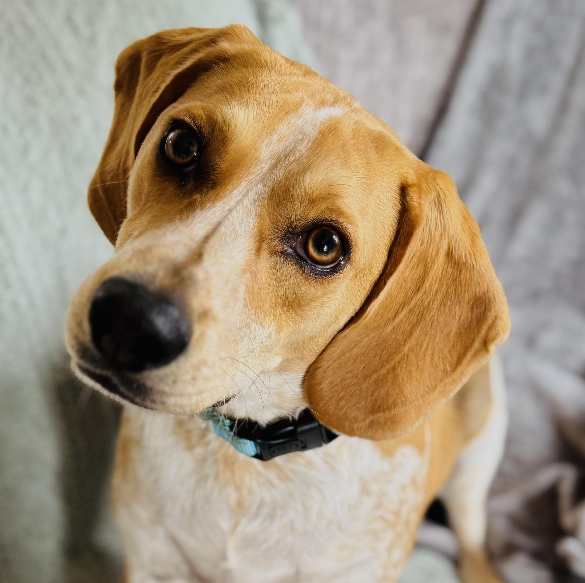 Butch, ADOPTABLE, Young Male Beagle.