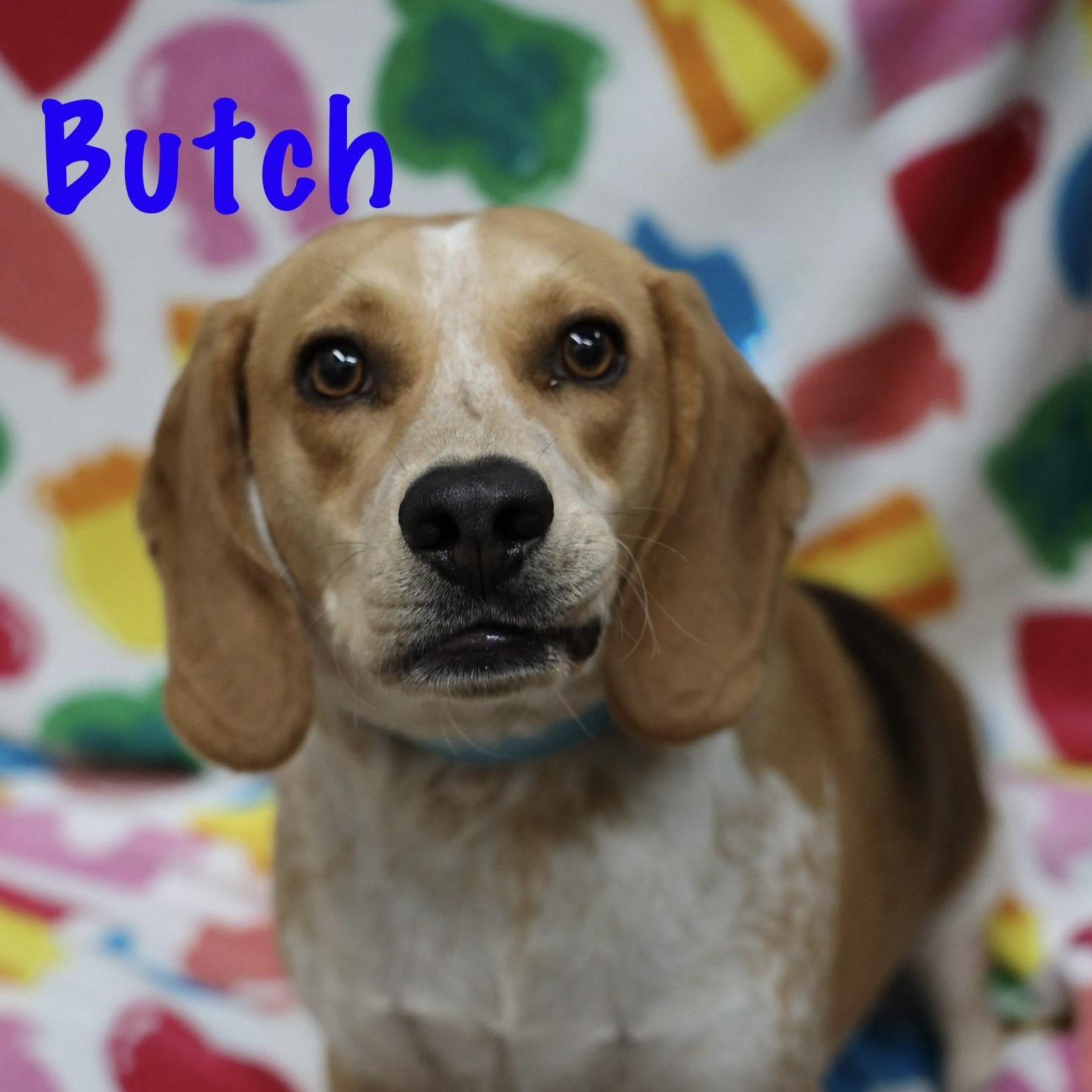 Enlarge Butch, a ADOPTABLE mixed breed in Albany, NY image 6/6