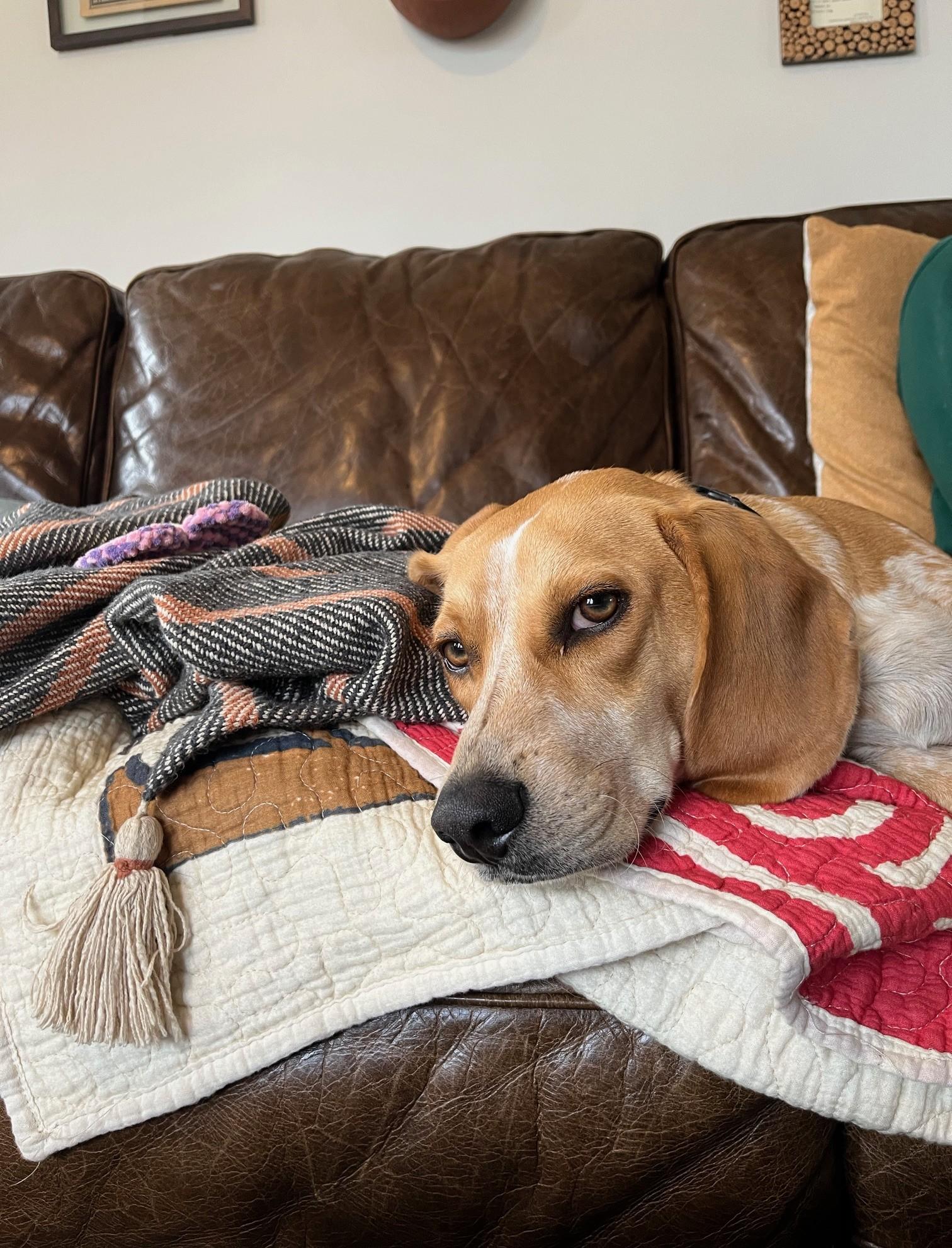 Enlarge Butch, a ADOPTABLE mixed breed in Albany, NY image 5/6