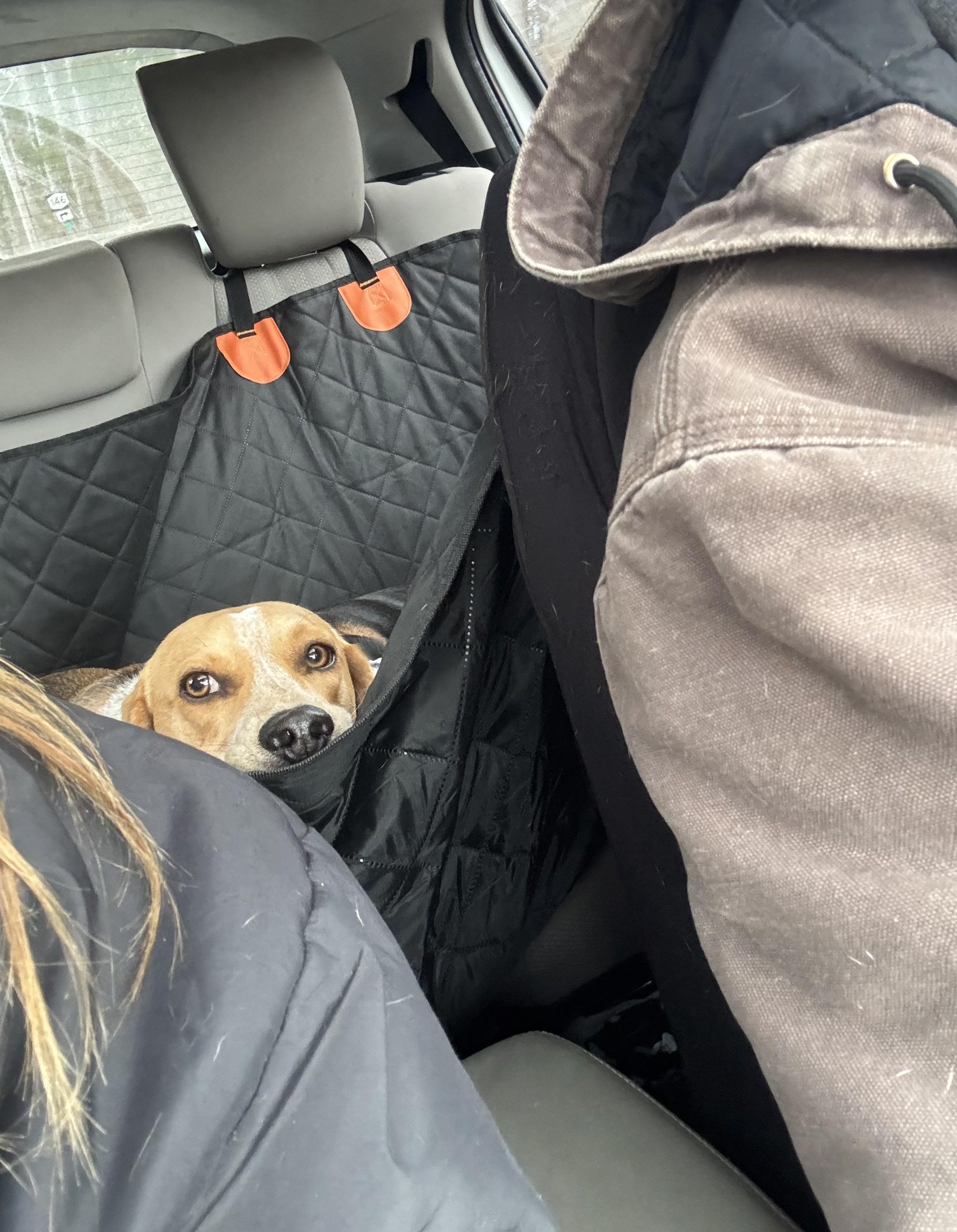 Enlarge Butch, a ADOPTABLE mixed breed in Albany, NY image 3/6