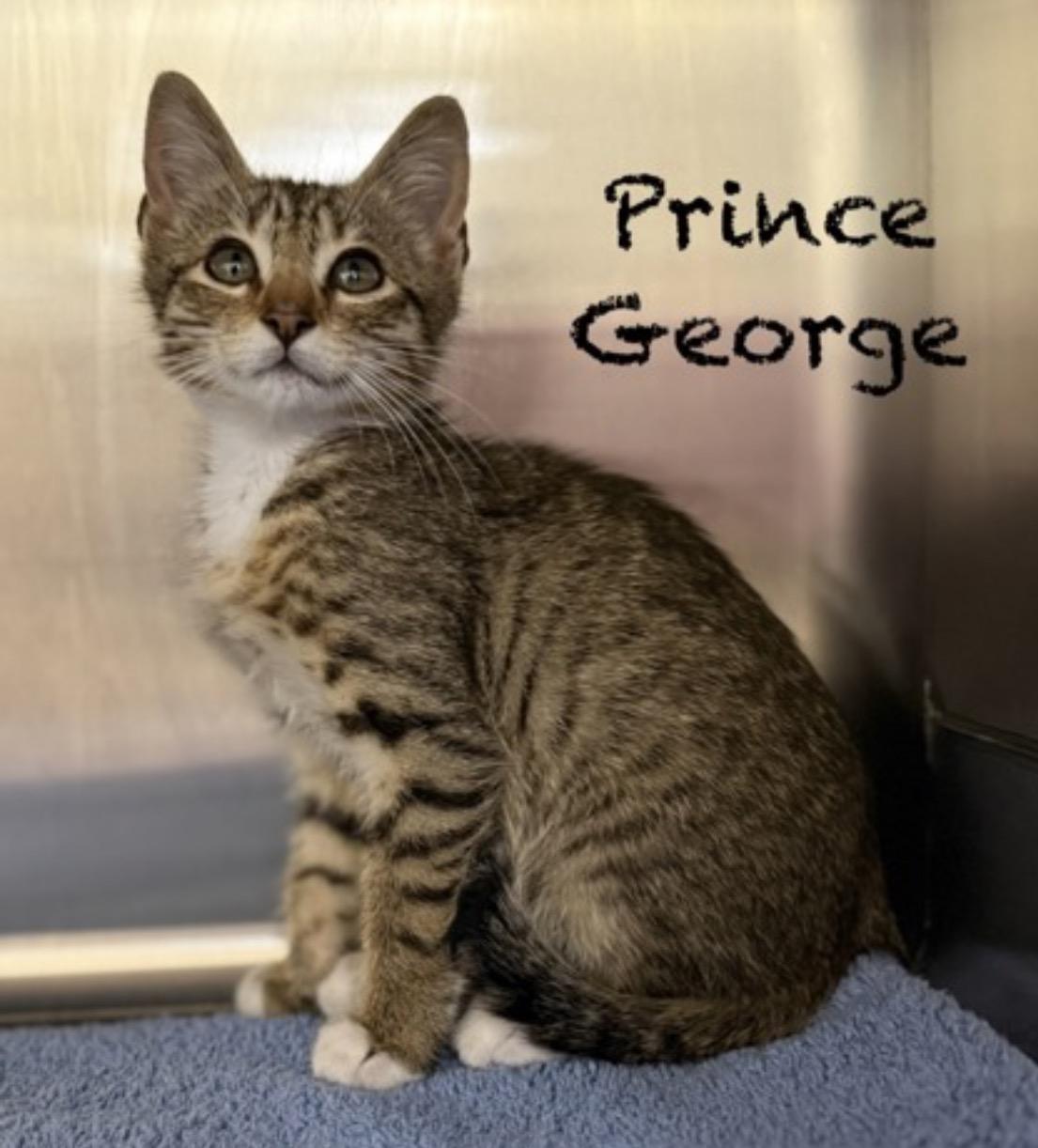 Enlarge Prince George, an adopted Domestic Short Hair in Pawleys Island, SC image 1/1