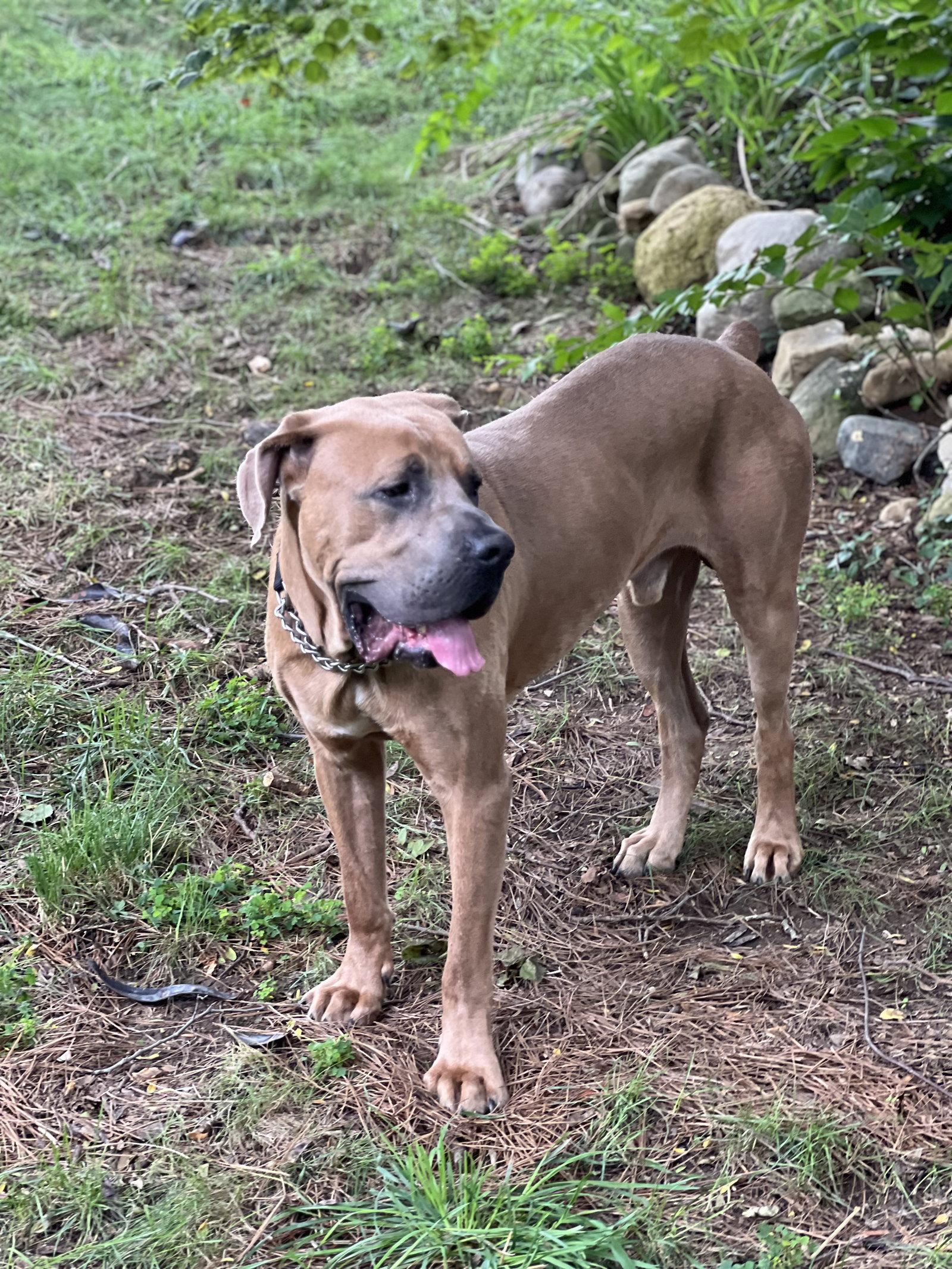 Enlarge Melvin, a Adoptable Boerboel in Chambersburg, PA image 1/3