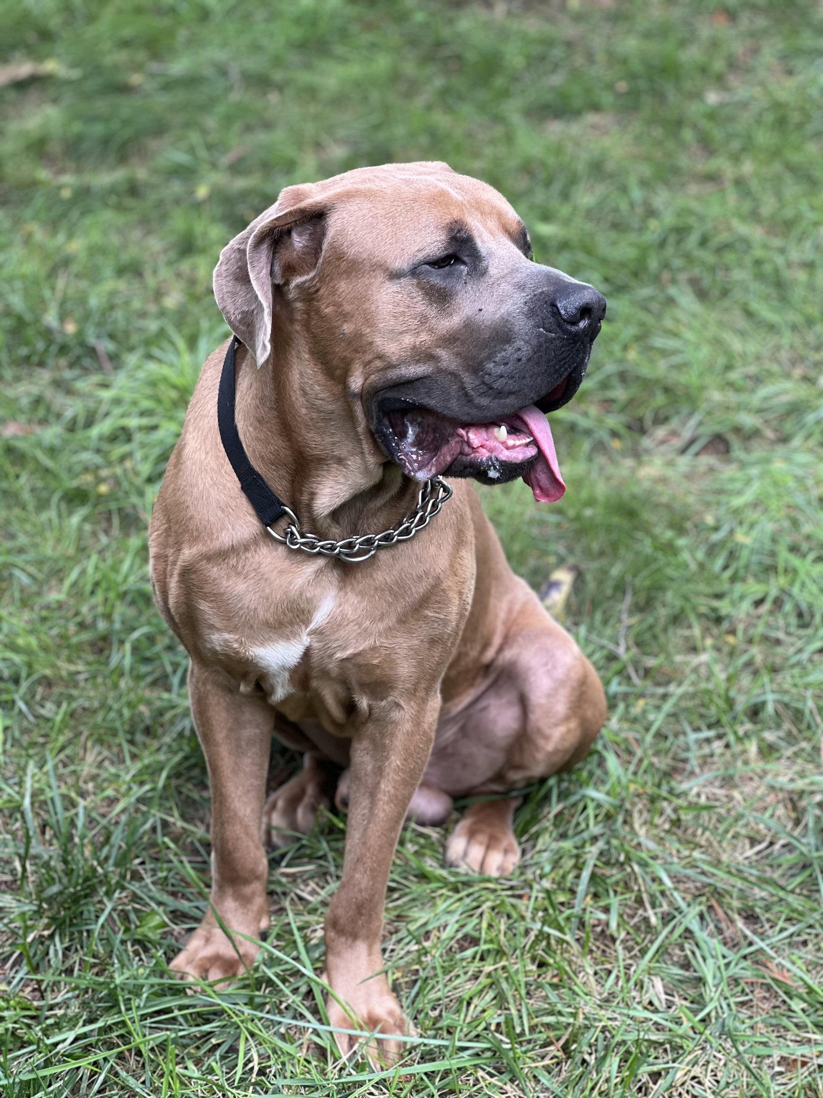 Enlarge Melvin, a Adoptable Boerboel in Chambersburg, PA image 2/3
