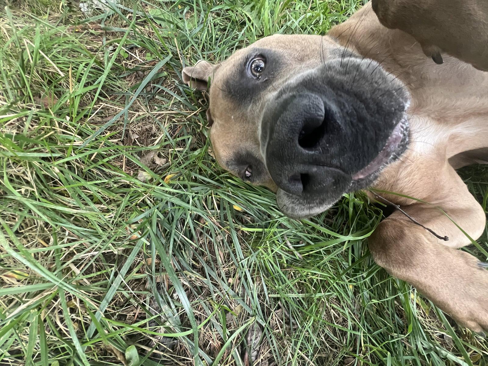 Enlarge Melvin, a Adoptable Boerboel in Chambersburg, PA image 3/3