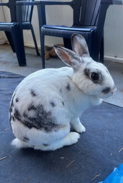 Enlarge Babs, a Adoptable English Spot in Navarre, FL image 1/1