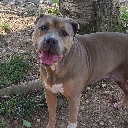 Enlarge 26-00948 TRUFFLES, a ADOPTABLE mixed breed in Fredericksburg, VA image 1/2