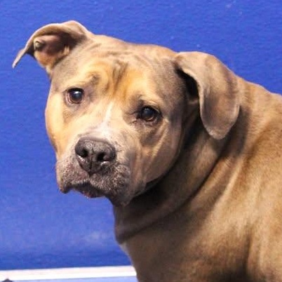 Enlarge 26-00948 TRUFFLES, a ADOPTABLE mixed breed in Fredericksburg, VA image 2/2