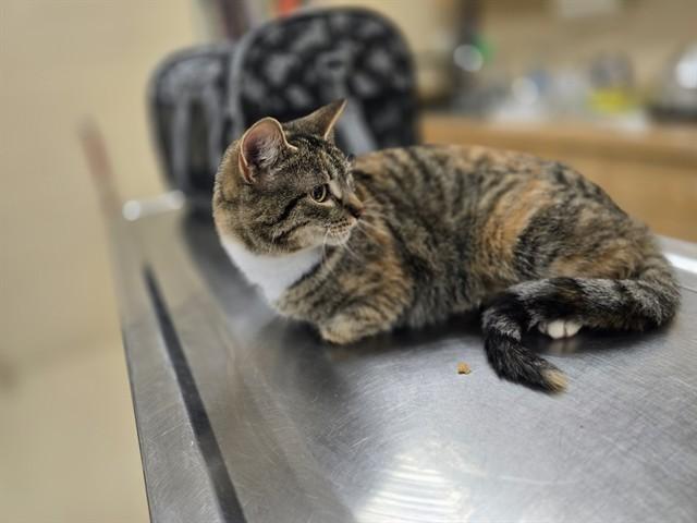 FRAULEIN, Adoptable, Young Female Domestic Long Hair.