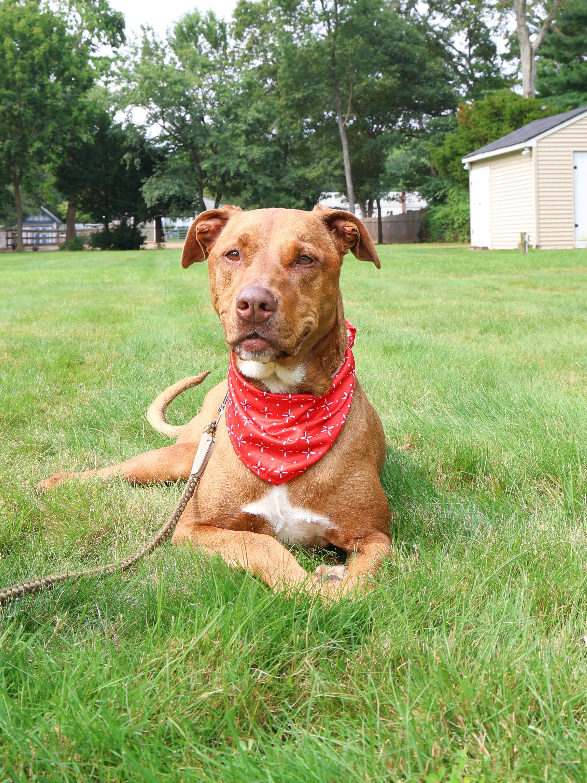 Mala, ADOPTABLE, Adult Female Doberman Pinscher & Hound.