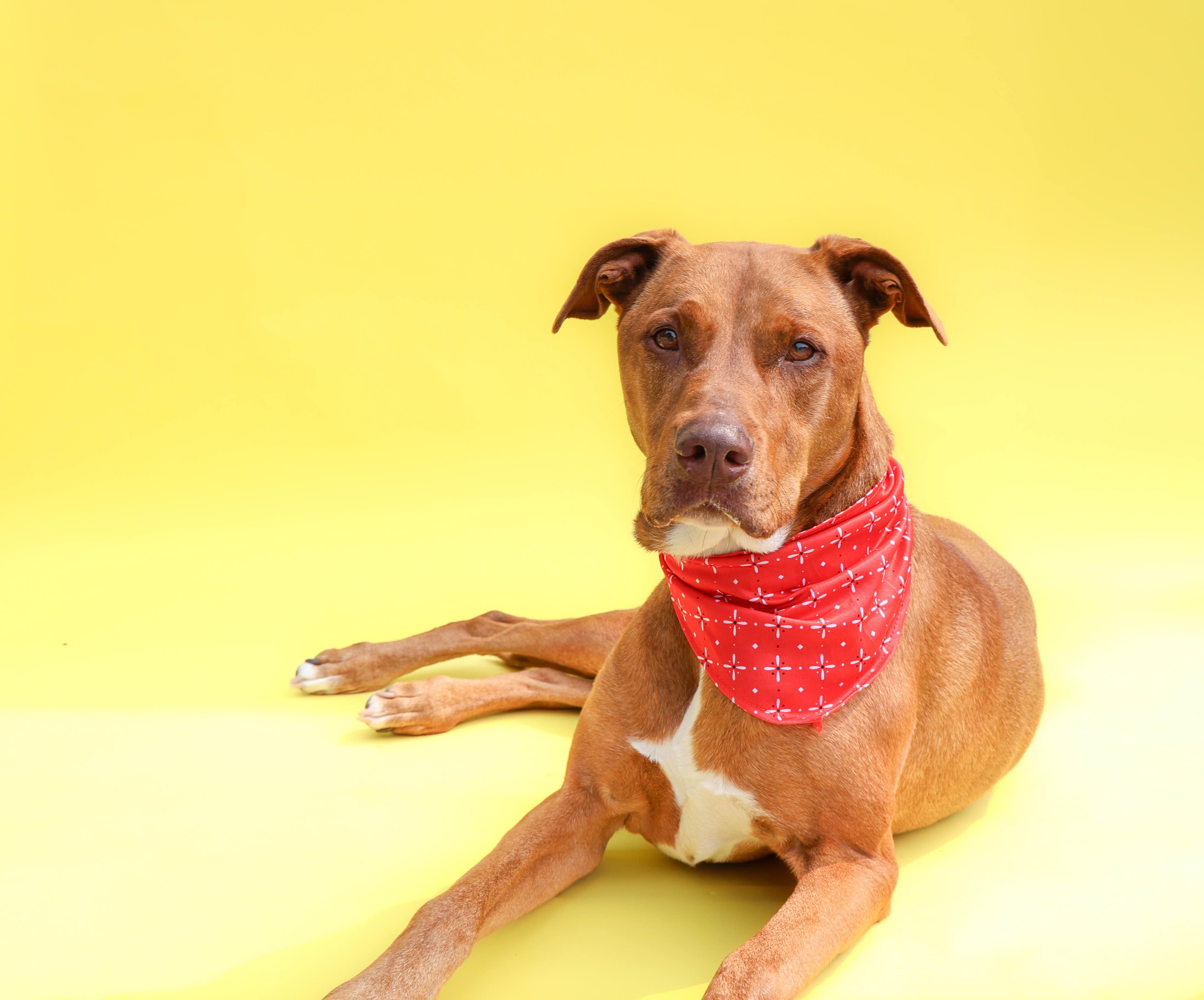 Enlarge Mala, a ADOPTABLE mixed breed in Hampton Bays, NY image 2/3