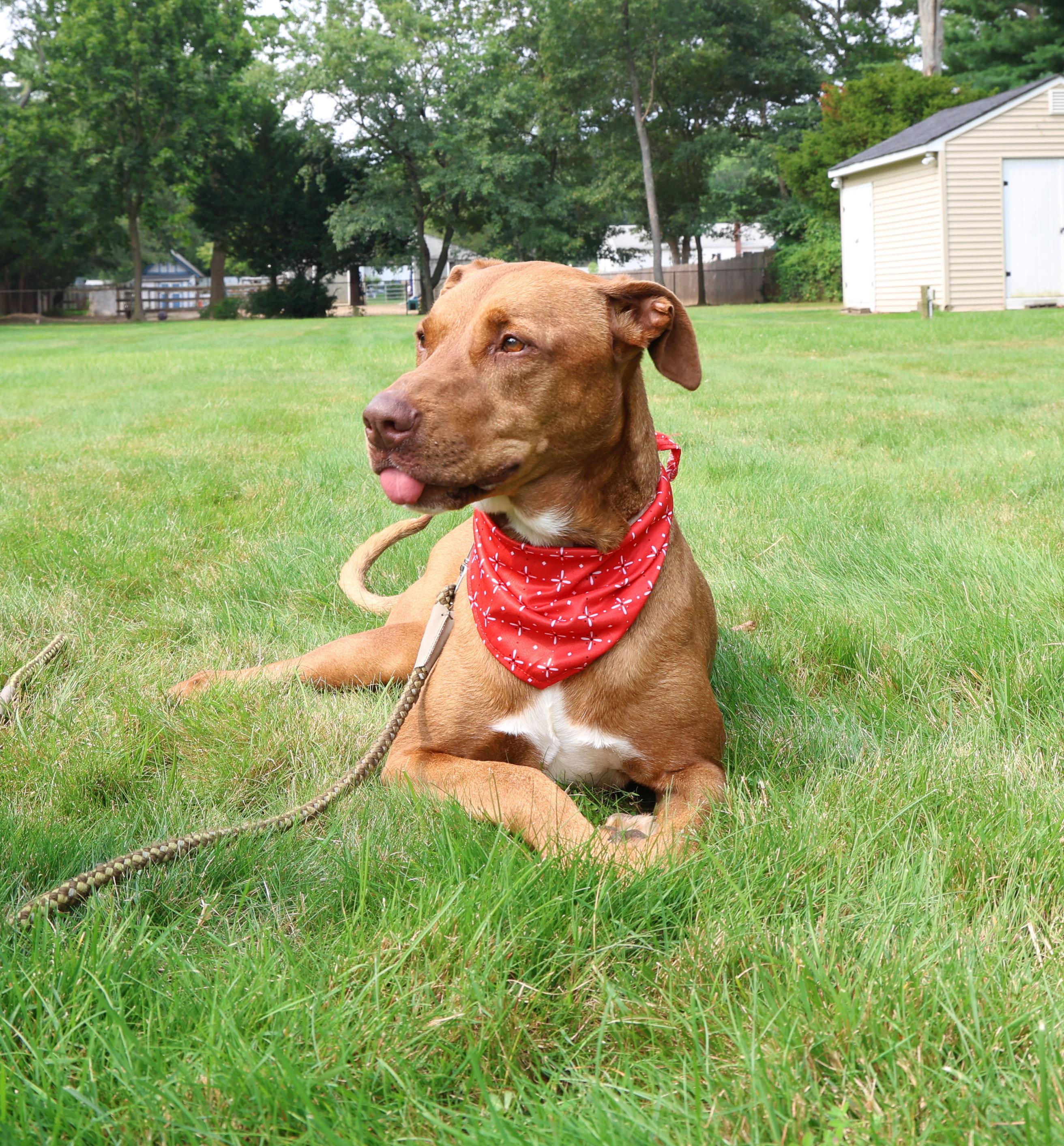 Enlarge Mala, a ADOPTABLE mixed breed in Hampton Bays, NY image 3/3