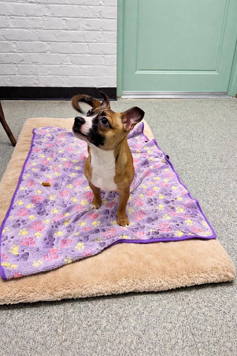 Enlarge Gordita , an adopted mixed breed in Passaic, NJ image 3/3