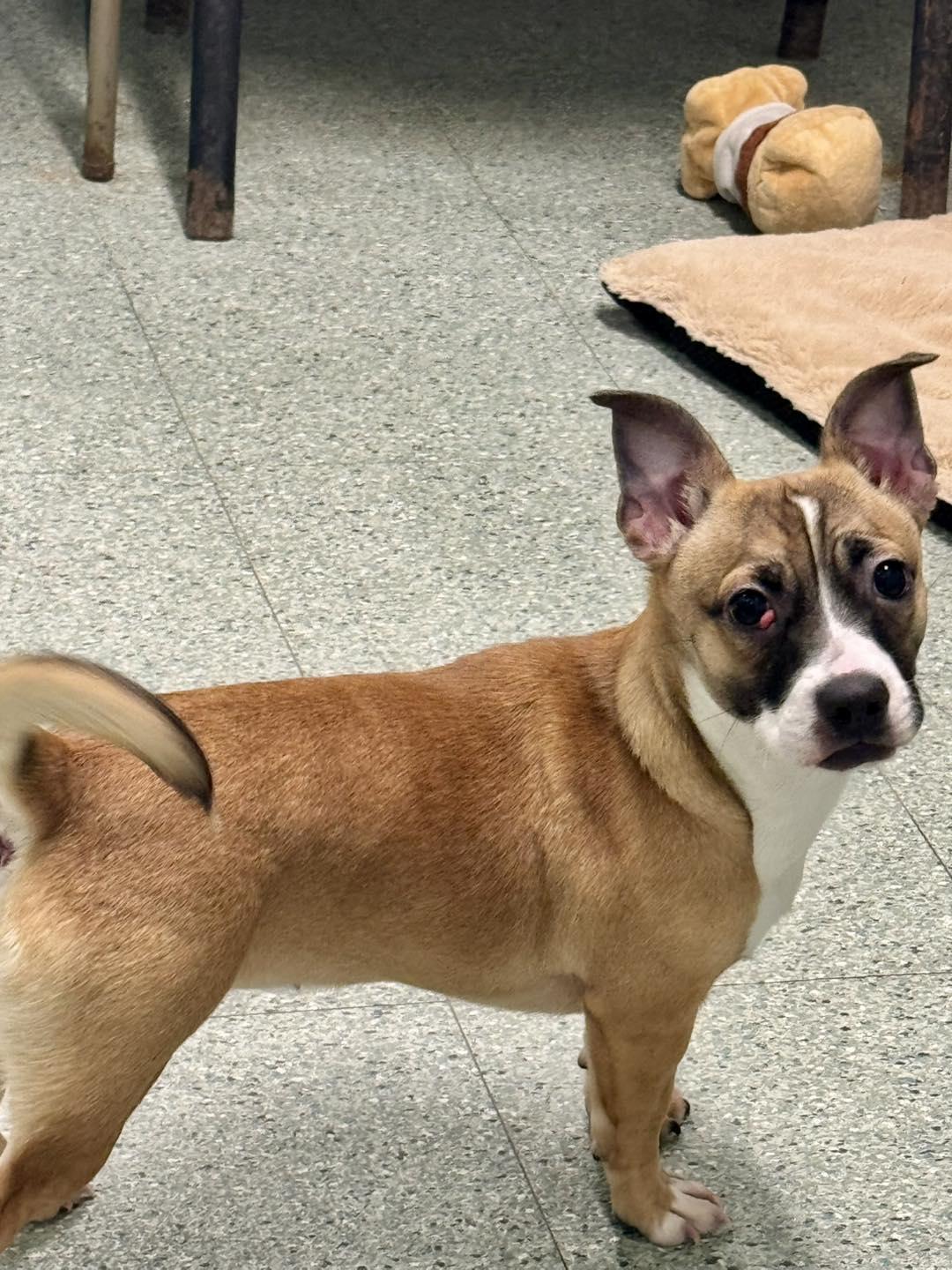 Enlarge Gordita , an adopted mixed breed in Passaic, NJ image 1/3