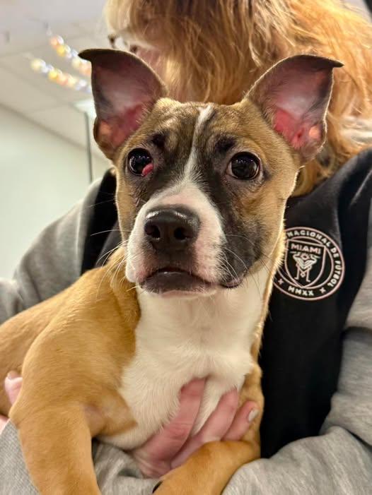 Enlarge Gordita , an adopted mixed breed in Passaic, NJ image 2/3