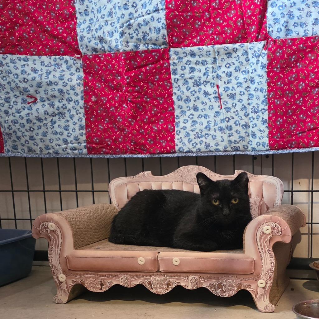 Polar [Lansford 8], Adoptable, Young Female Domestic Short Hair.