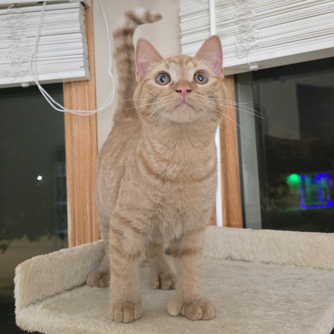 Denji, Adoptable, Kitten Male Extra-Toes Cat / Hemingway Polydactyl & Domestic Short Hair.