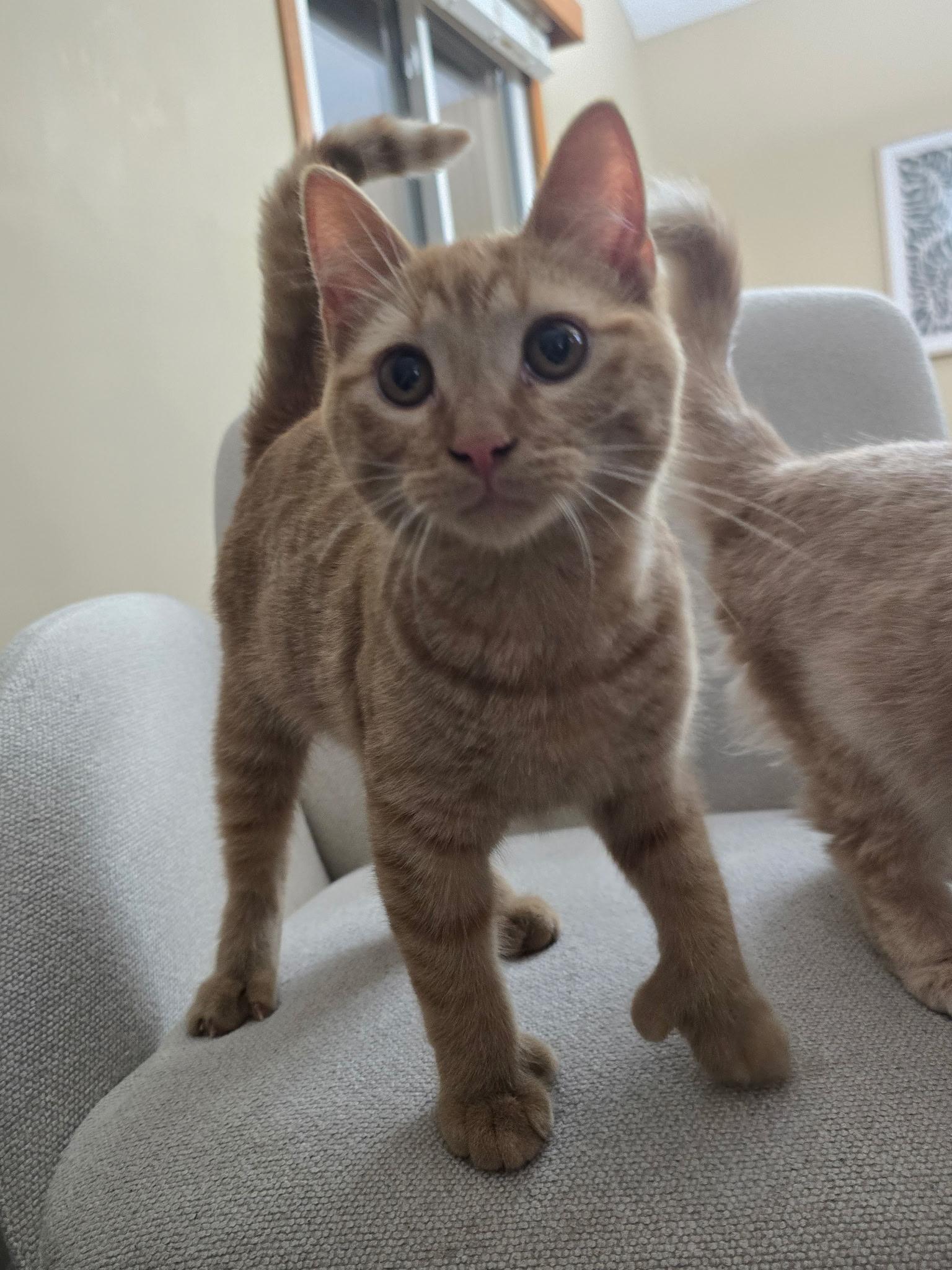 Enlarge Denji, a Adoptable mixed breed in Omaha, NE image 2/5