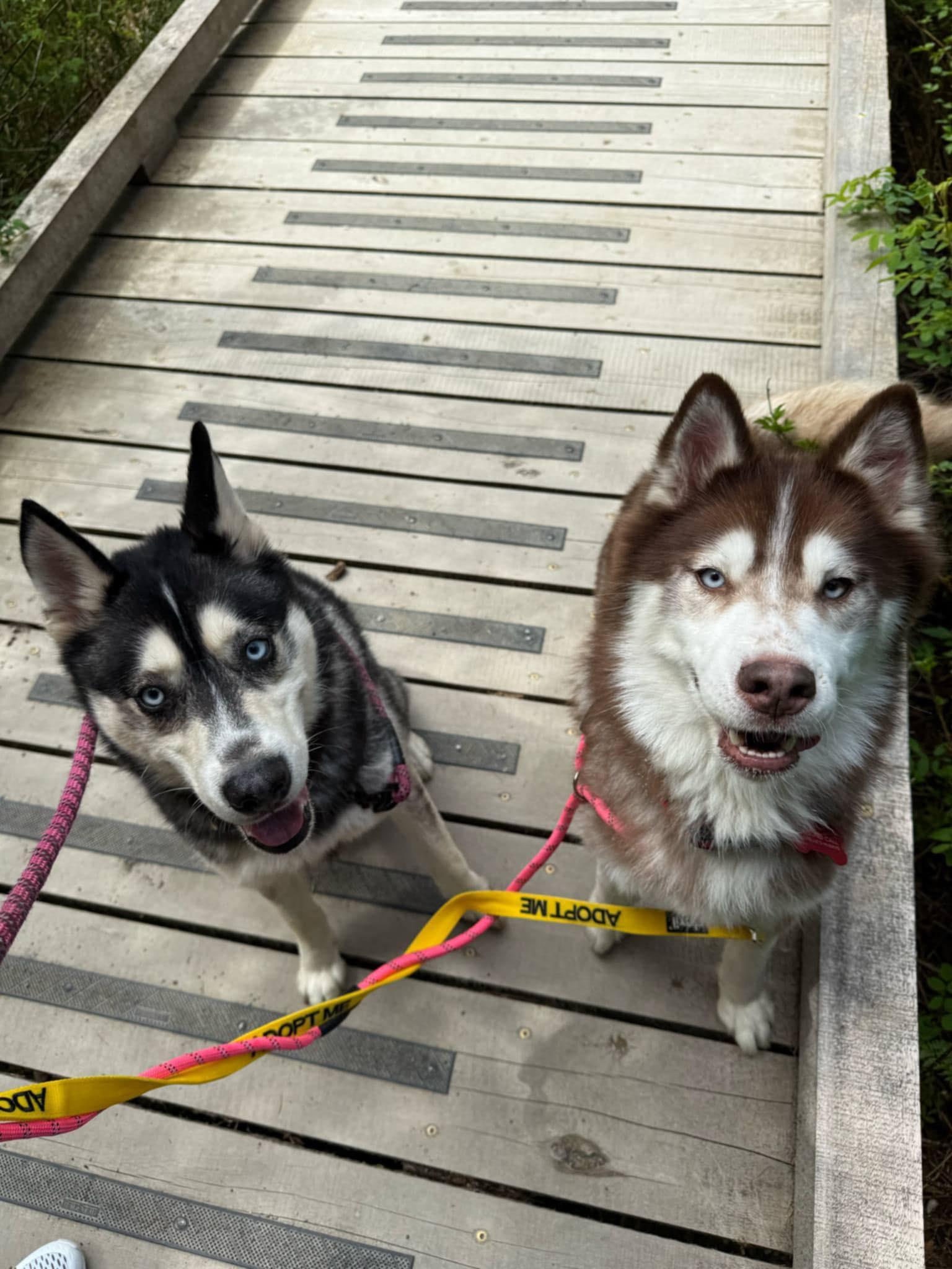 Meeko & Sage (Bonded Pair), an adoptable Siberian Husky in Langley, BC, V3A 4C4 | Photo Image 2