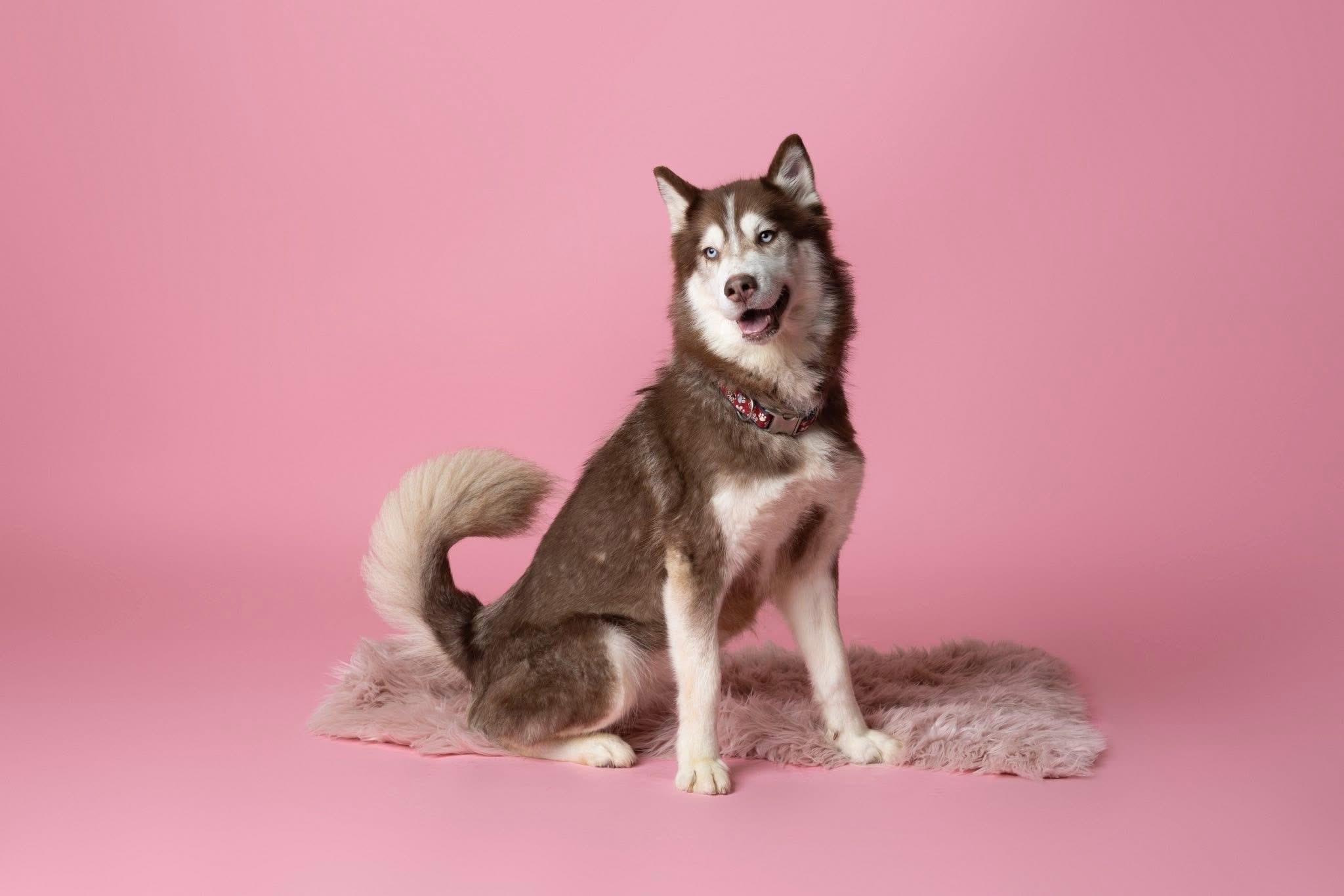 Meeko & Sage (Bonded Pair), an adoptable Siberian Husky in Langley, BC, V3A 4C4 | Photo Image 4